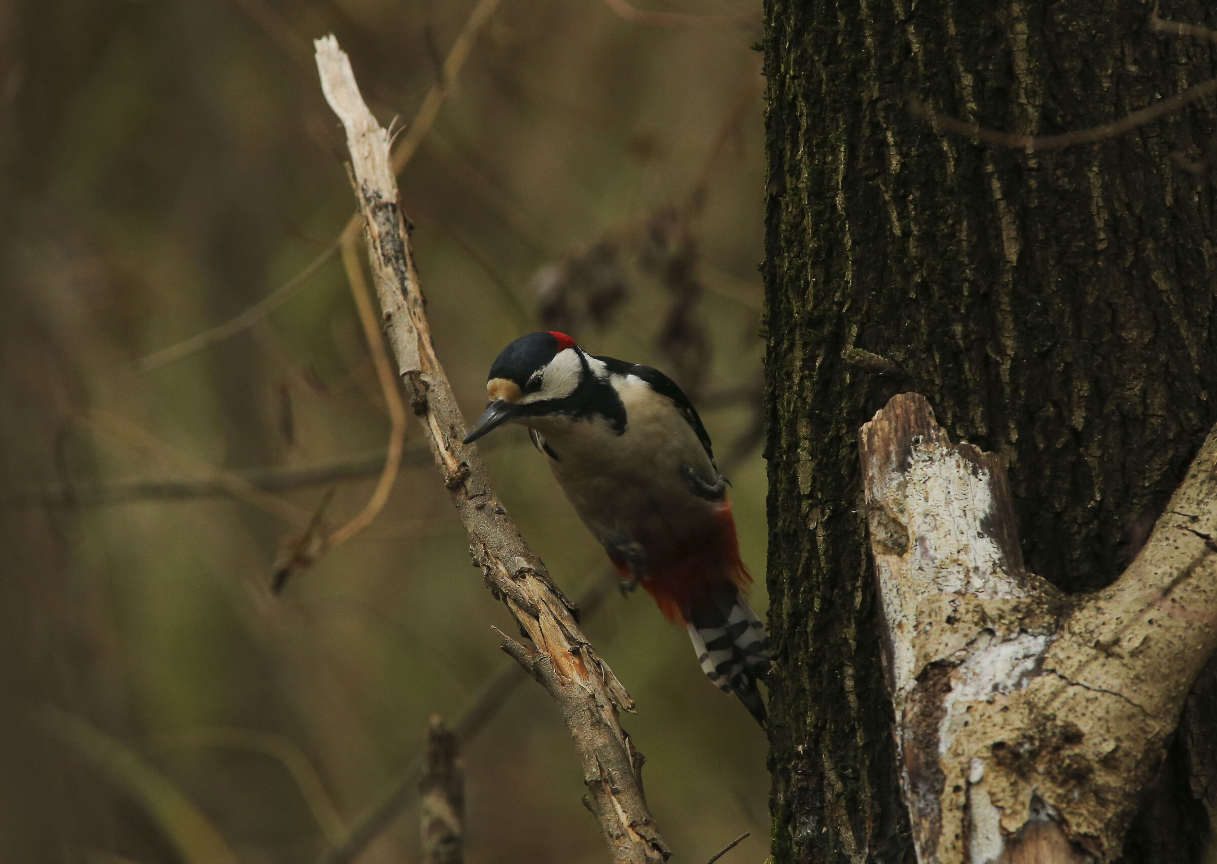 Greater spotted woodpecker...