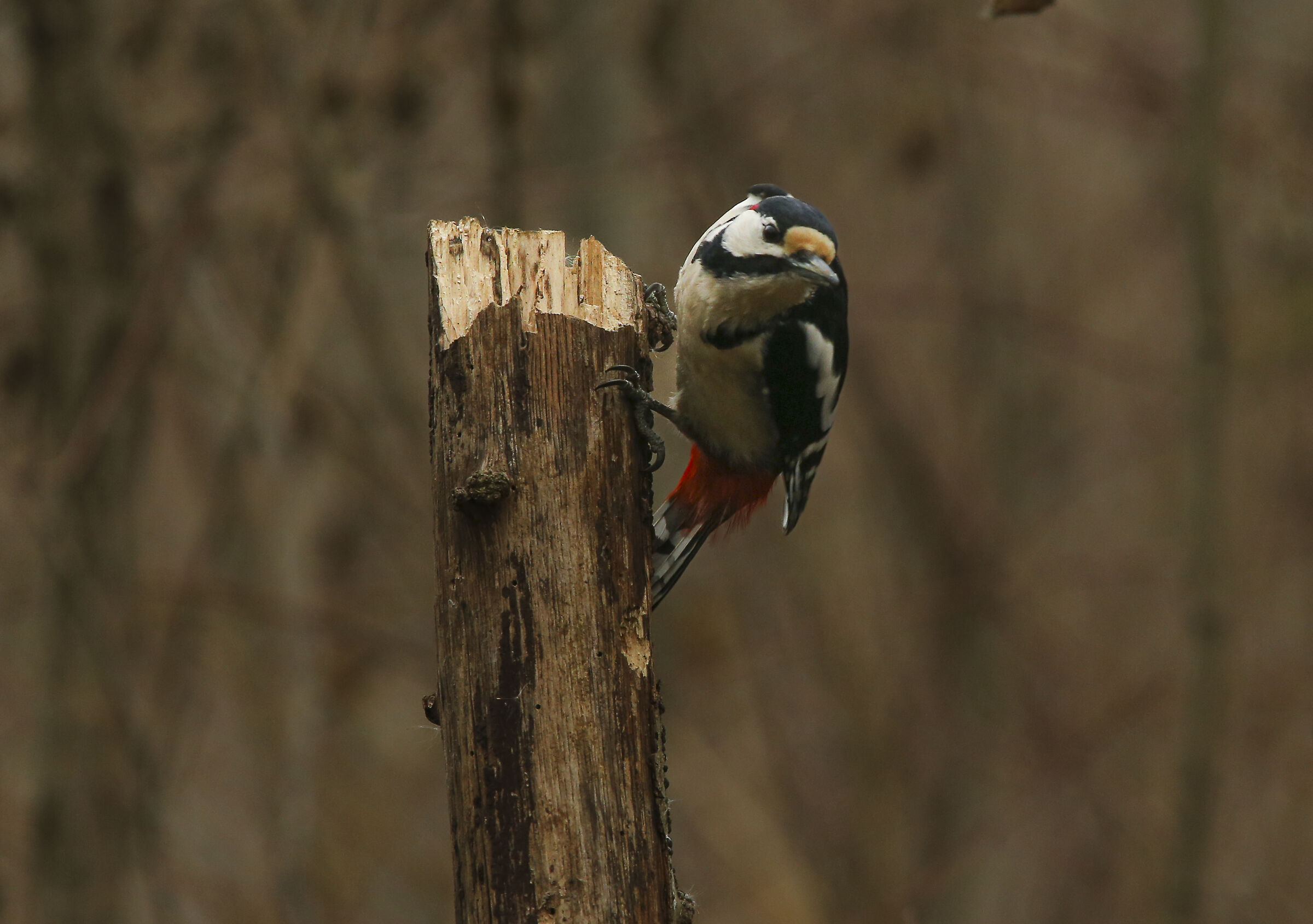 Greater spotted woodpecker...