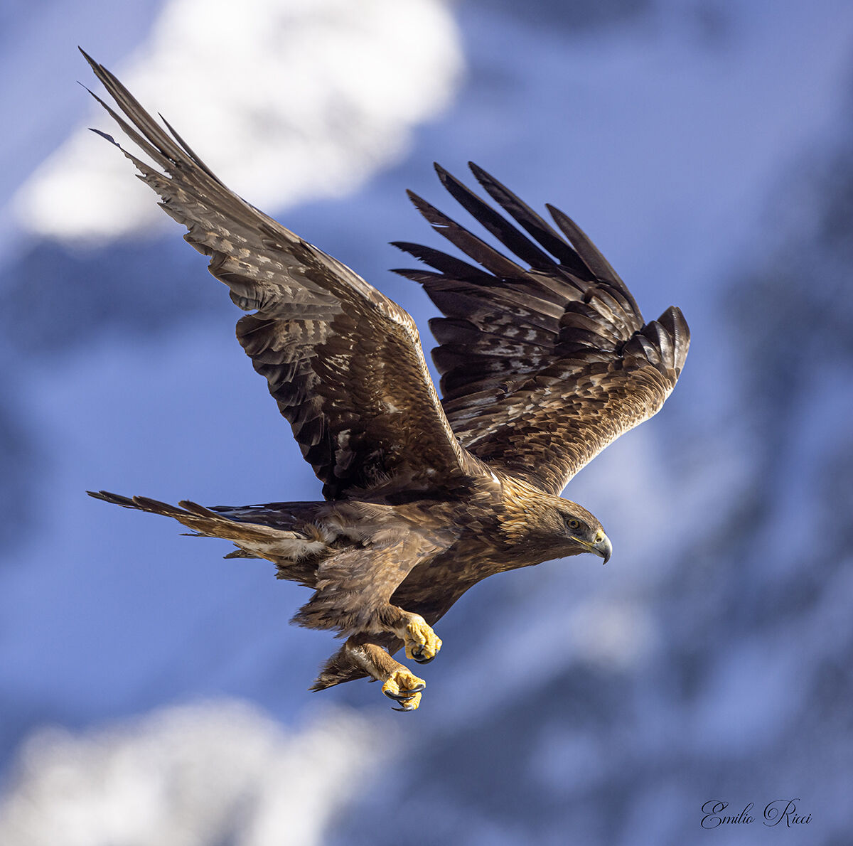 Golden eagle Italian Alps...
