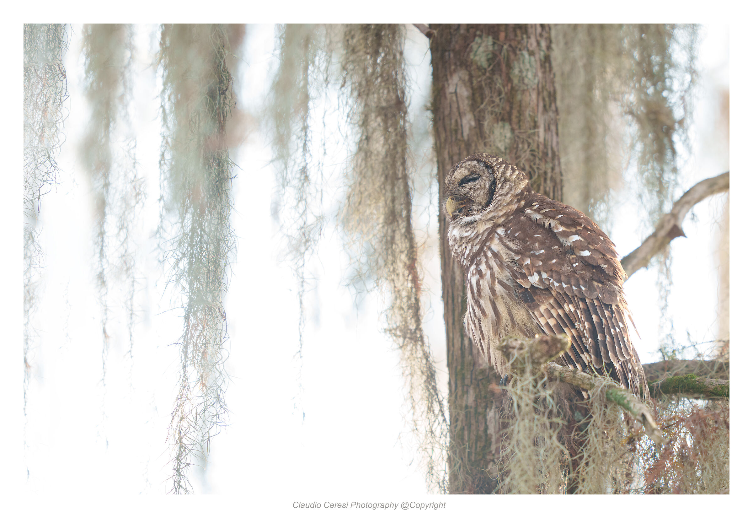 Virginia owl ...