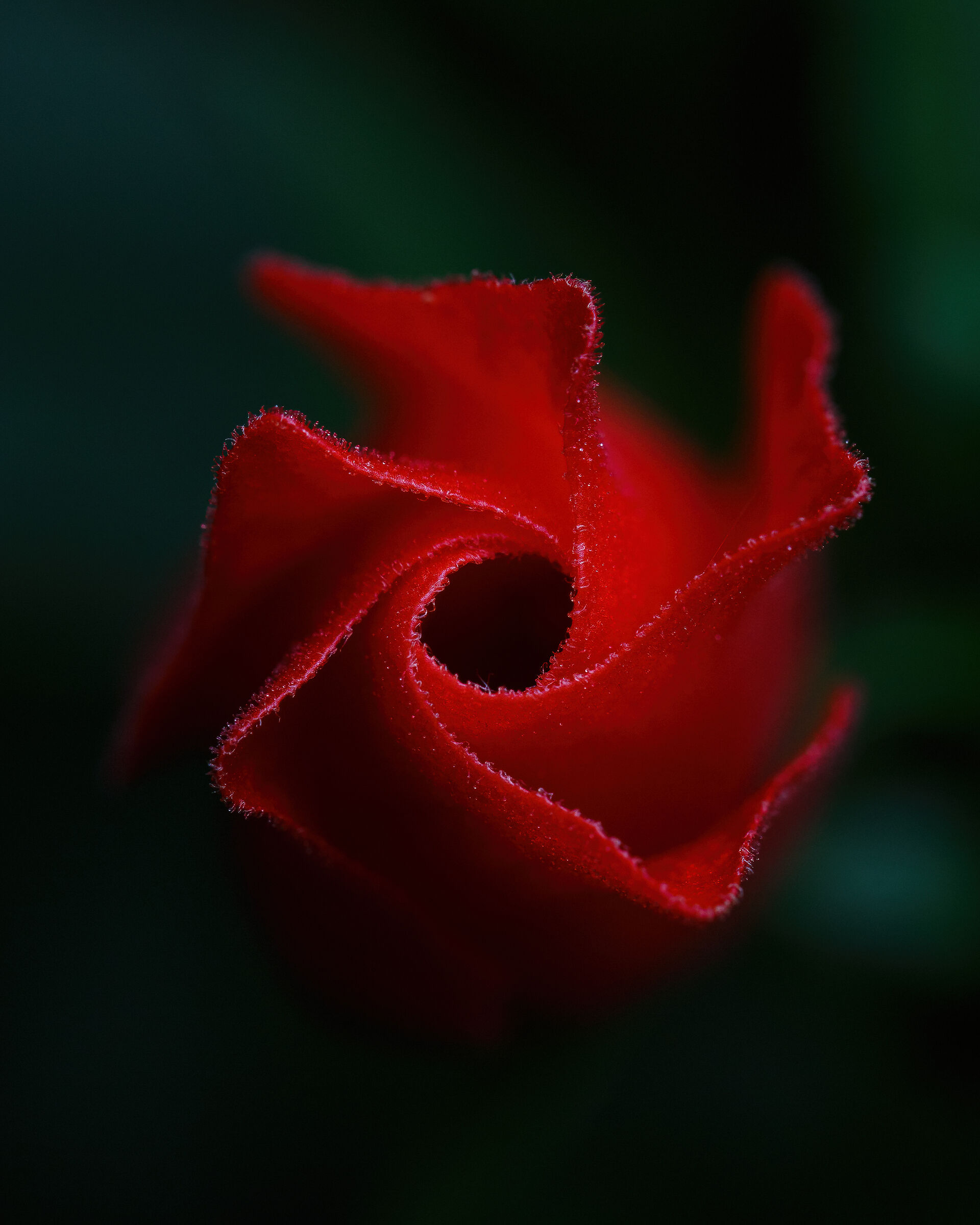 Una rosa...