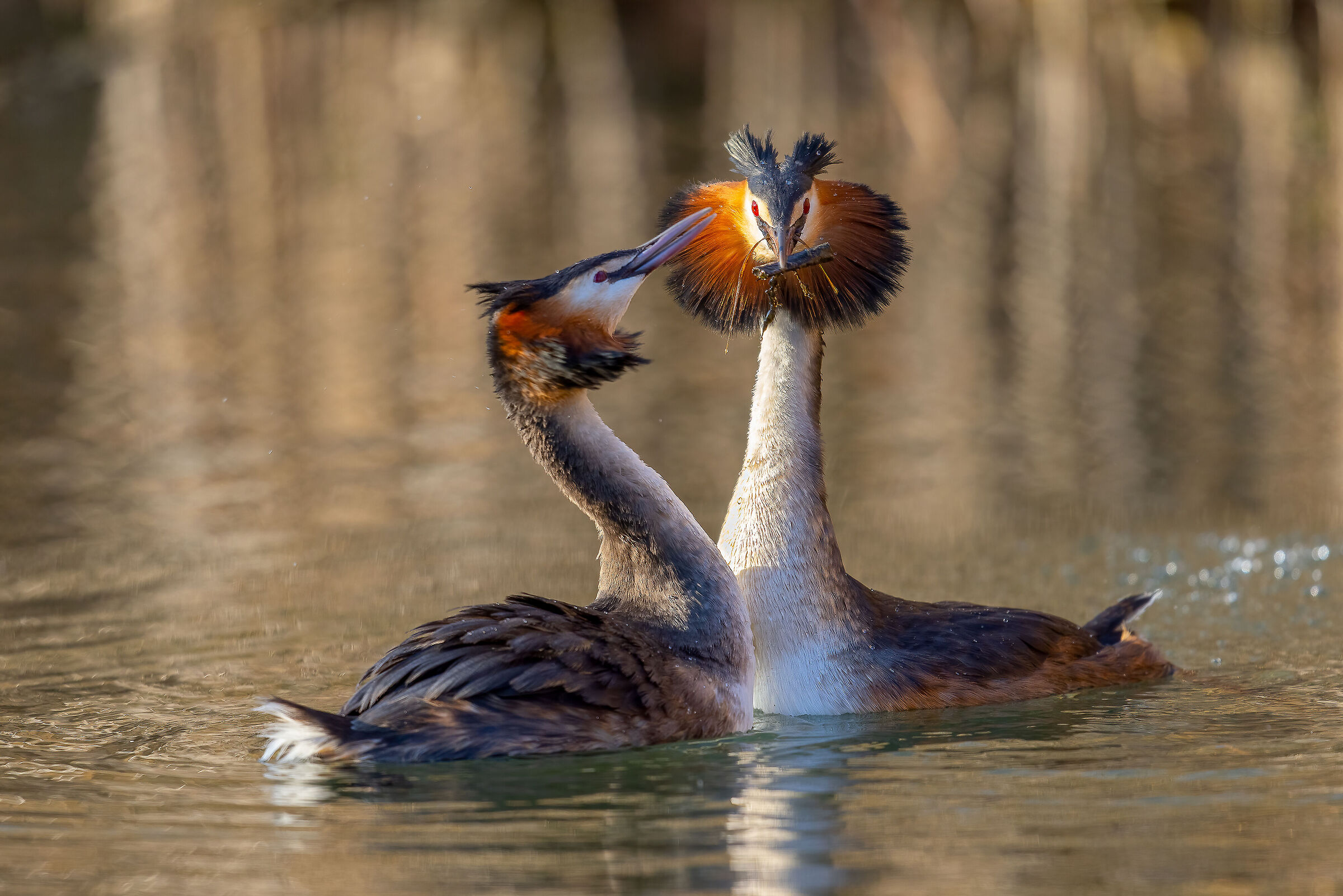 The gift of the great crested grebe...