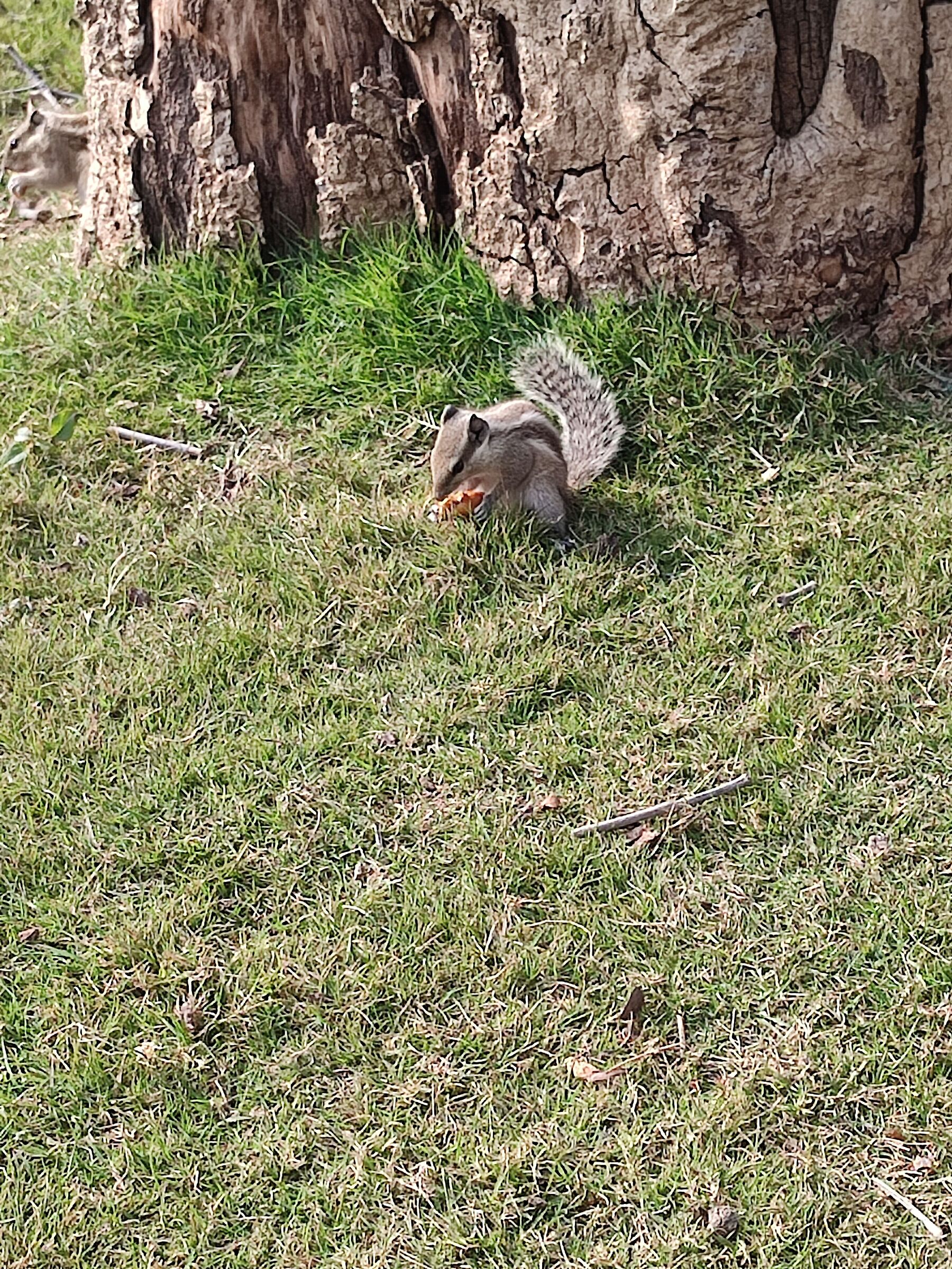 Gli scoiattoli di Delhi...