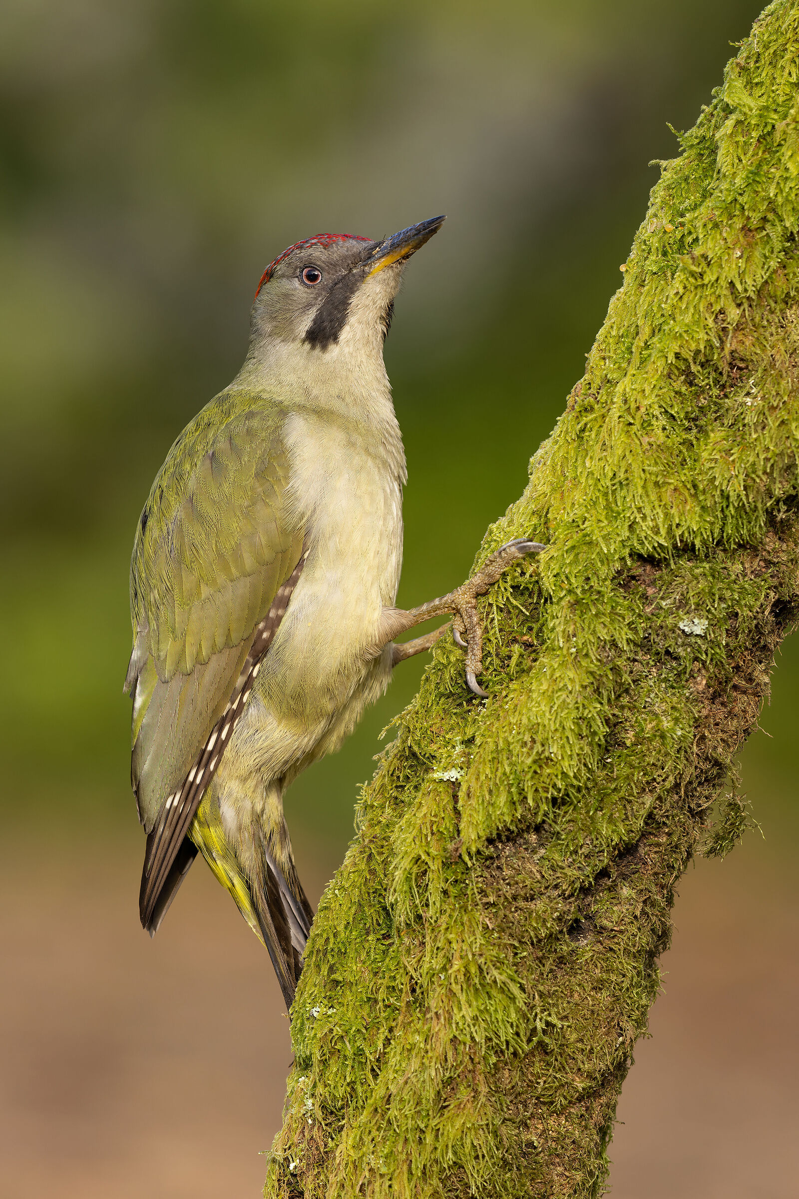 Green Woodpecker, female - Picus viridis (Portugal)...