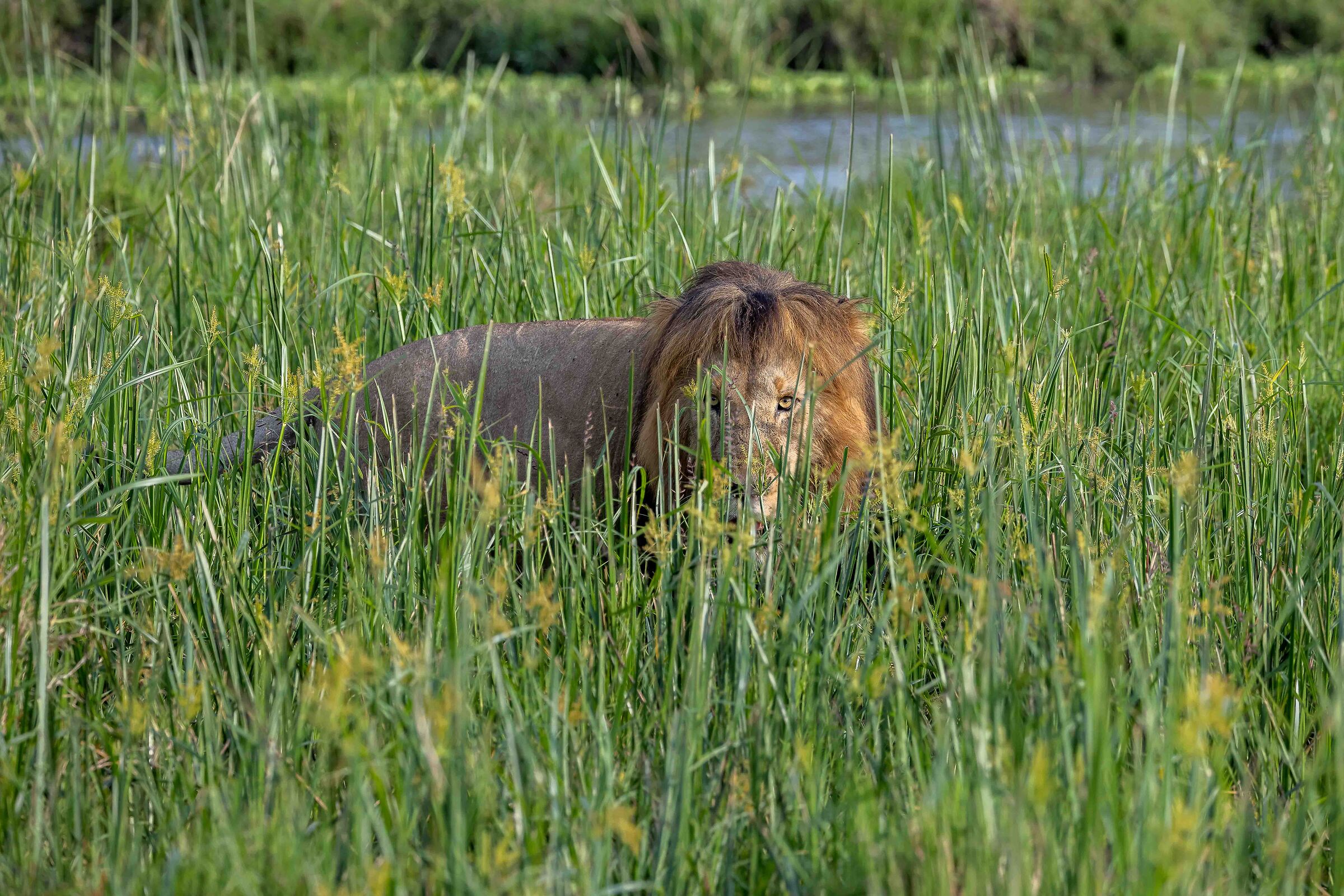 Lion in the Marsh...