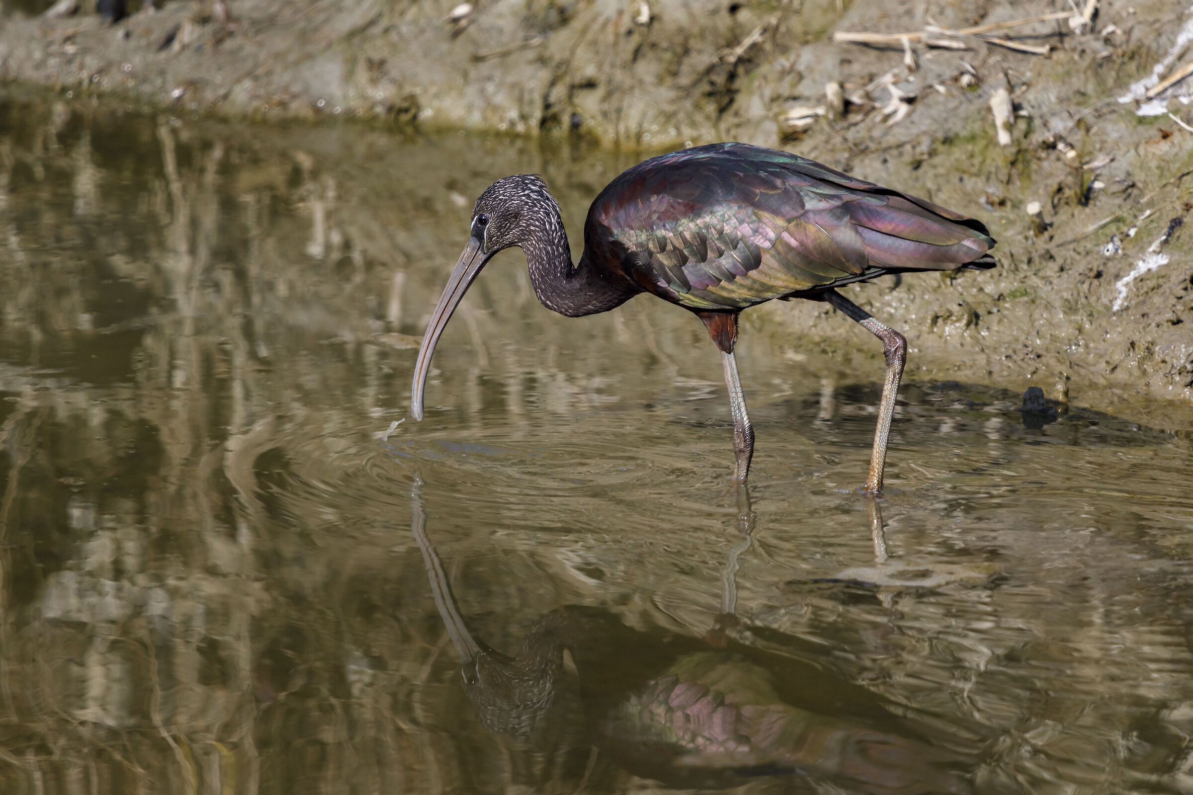 glossy ibis...