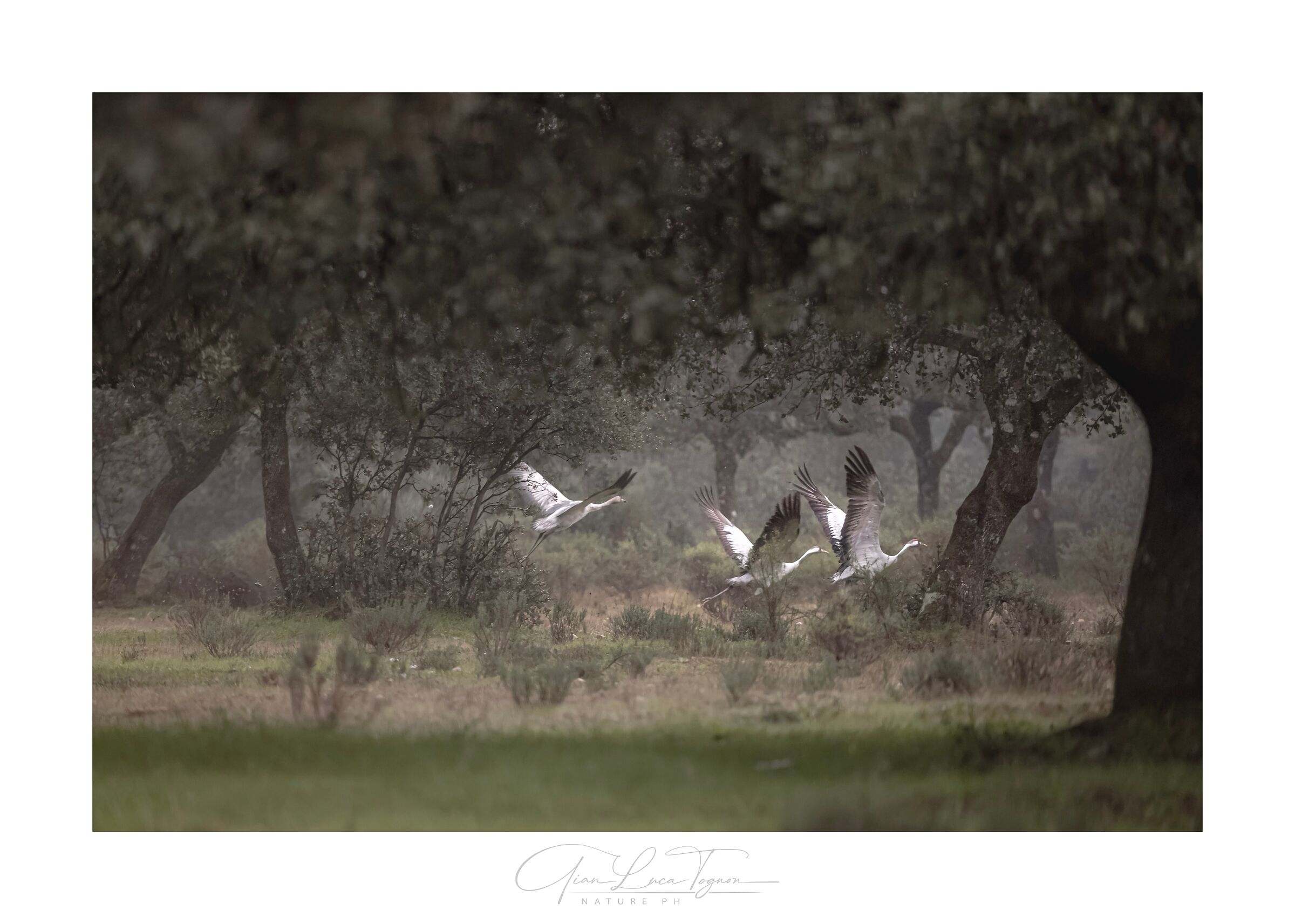 Cranes fly among the olive trees...
