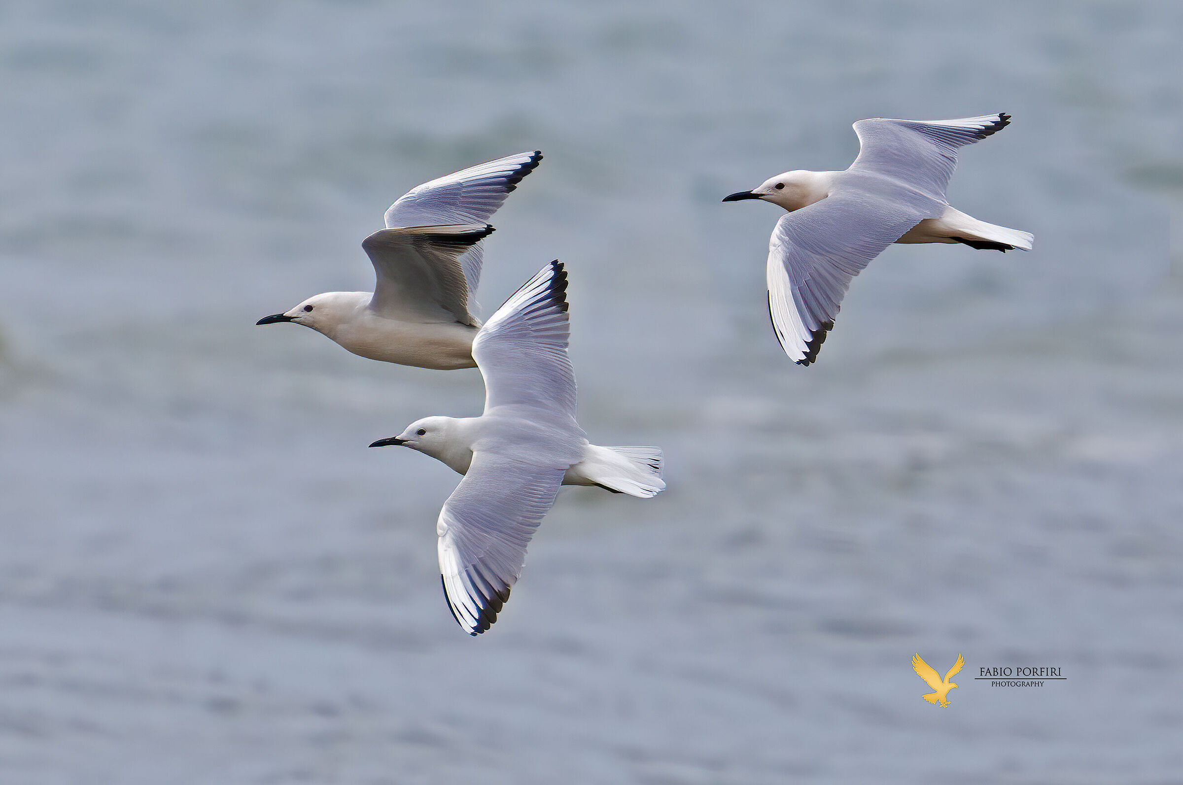 Rosy seagulls begins migration ...