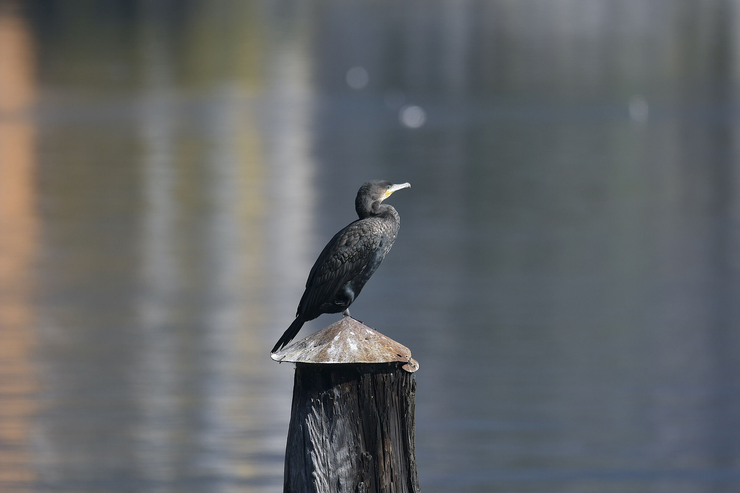 Cormorant and its beautiful plumage...