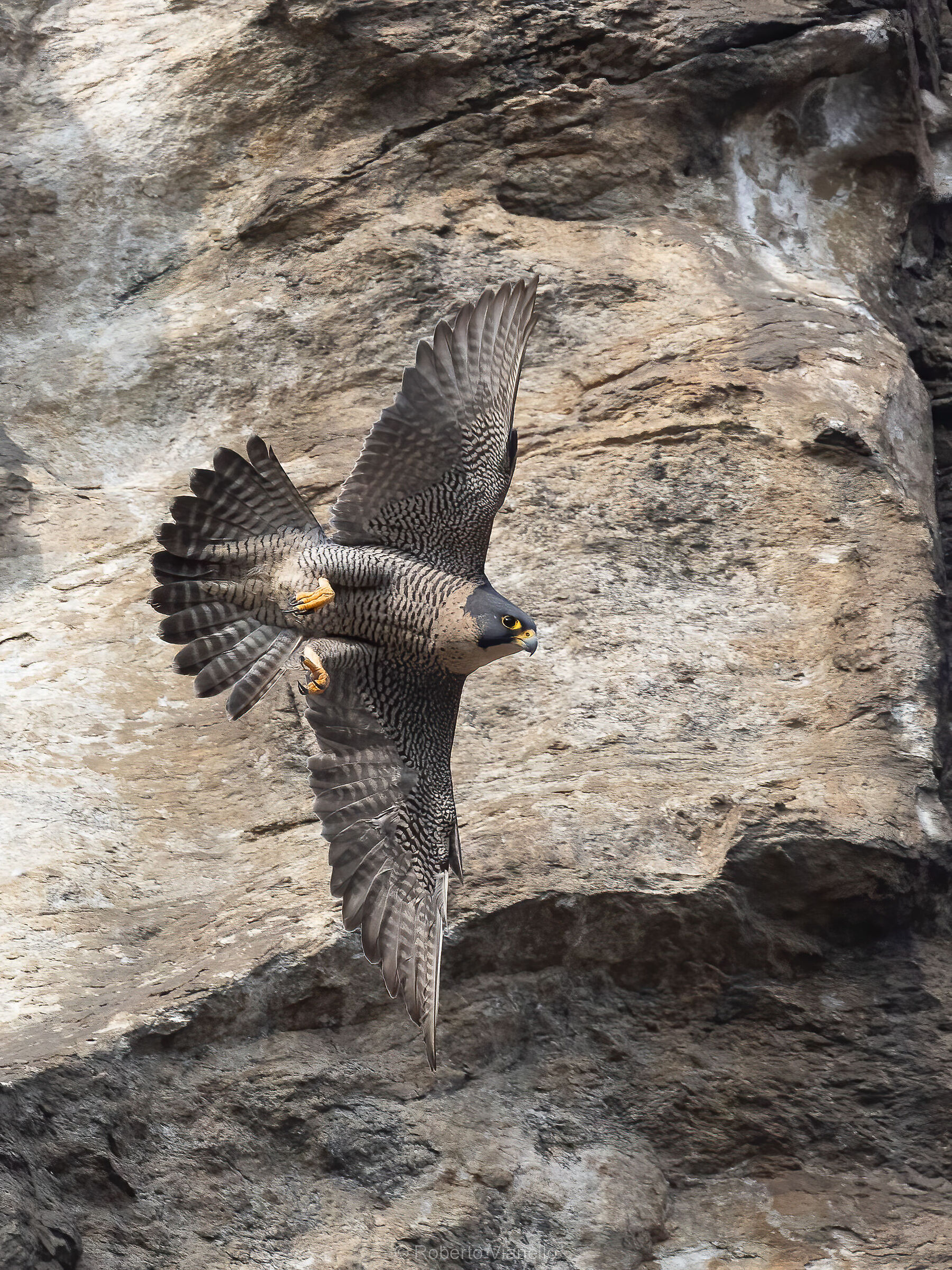 Falco Pellegrino (Falco peregrinus)...