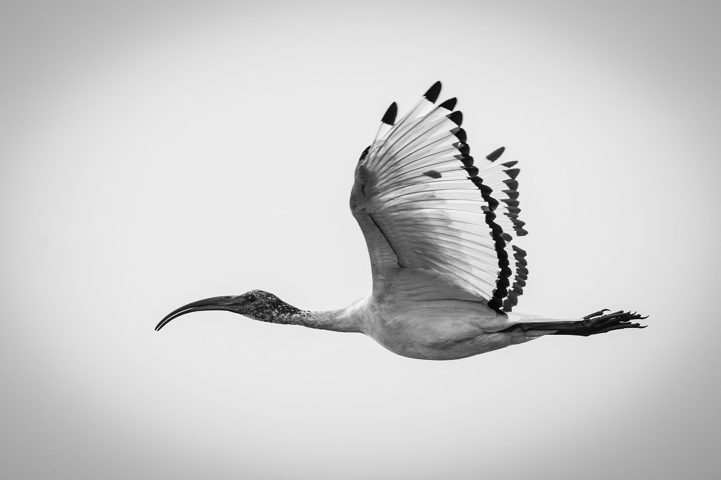 ibis...