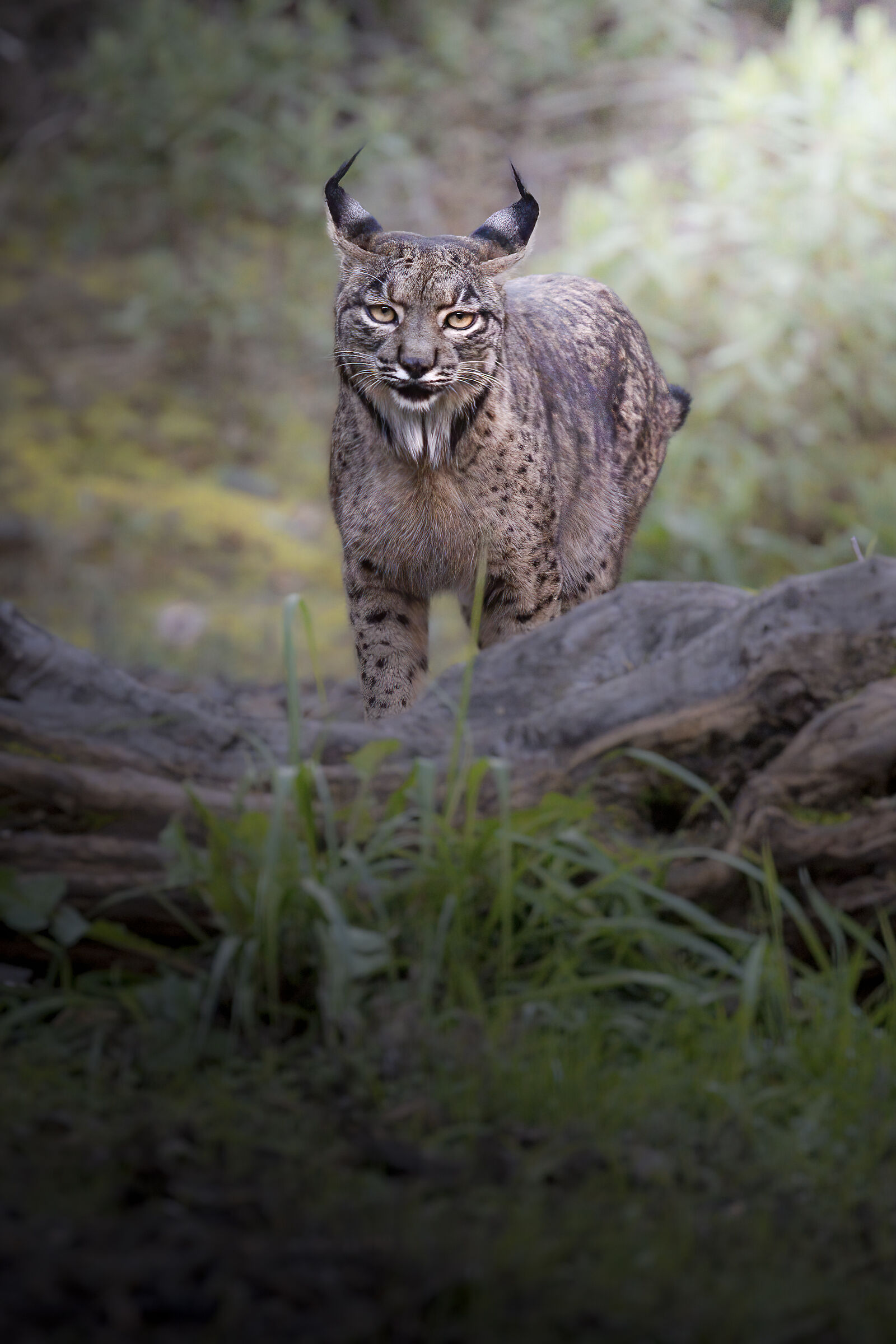 Iberian lynx (linx pardinus)...