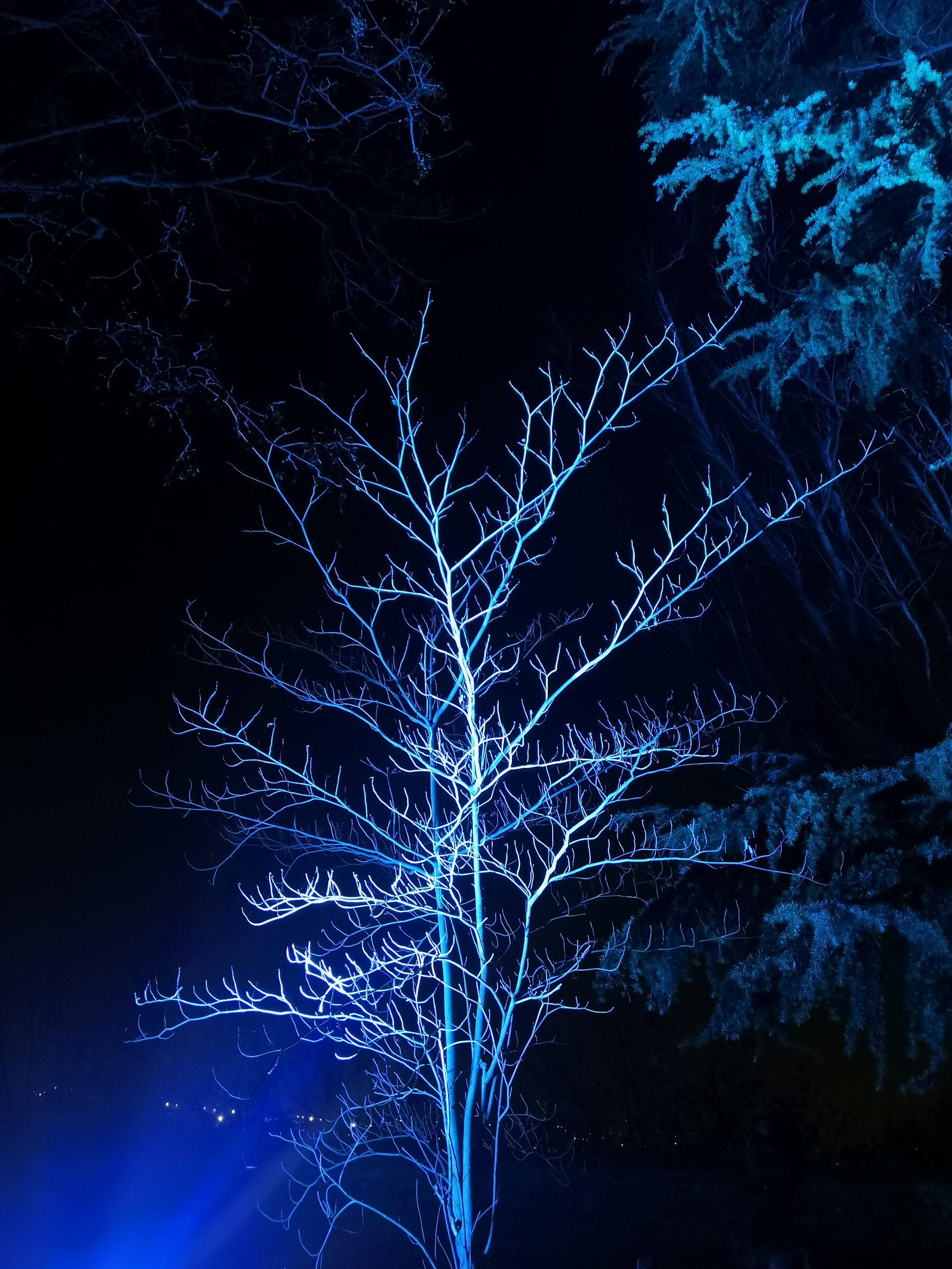 Light's life - Tree...