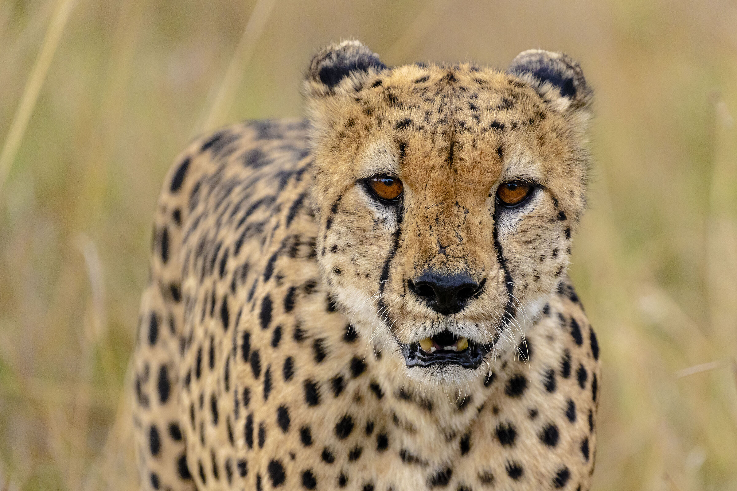 Hunting Cheetah...