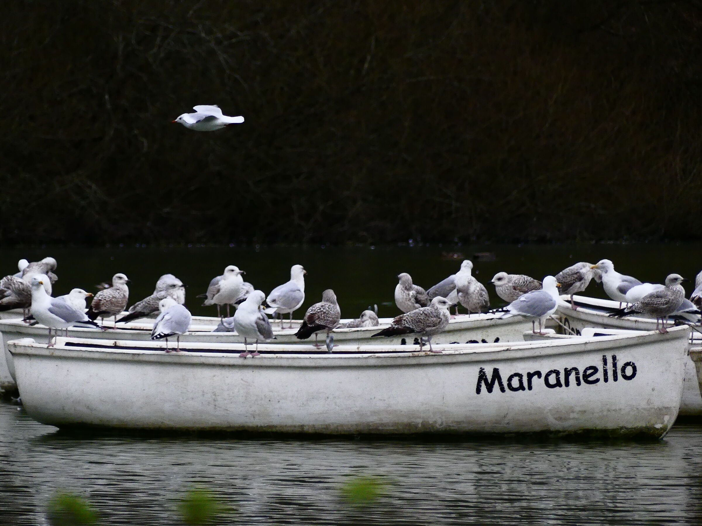 All by boat in Maranello...
