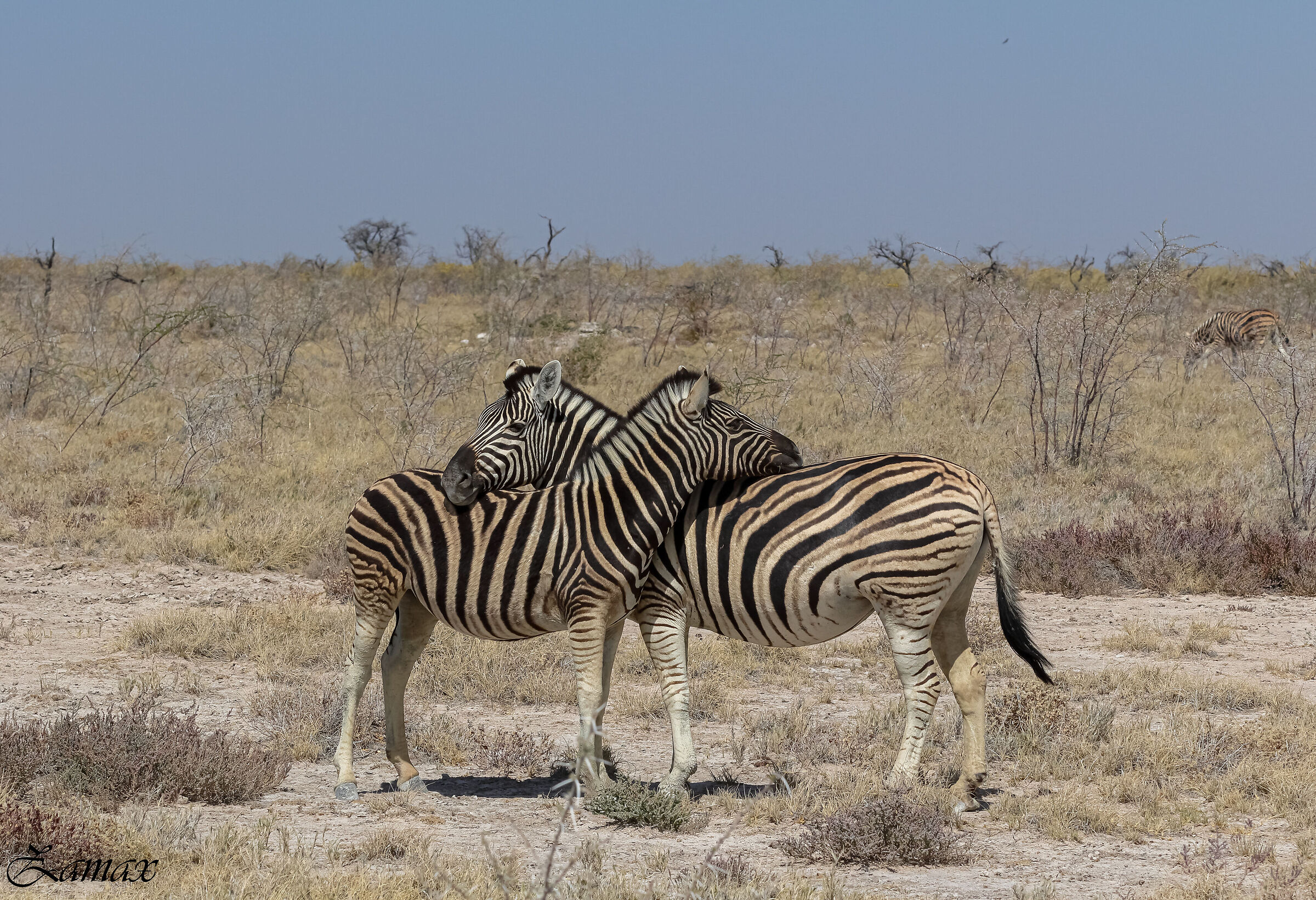 Zebras at rest...