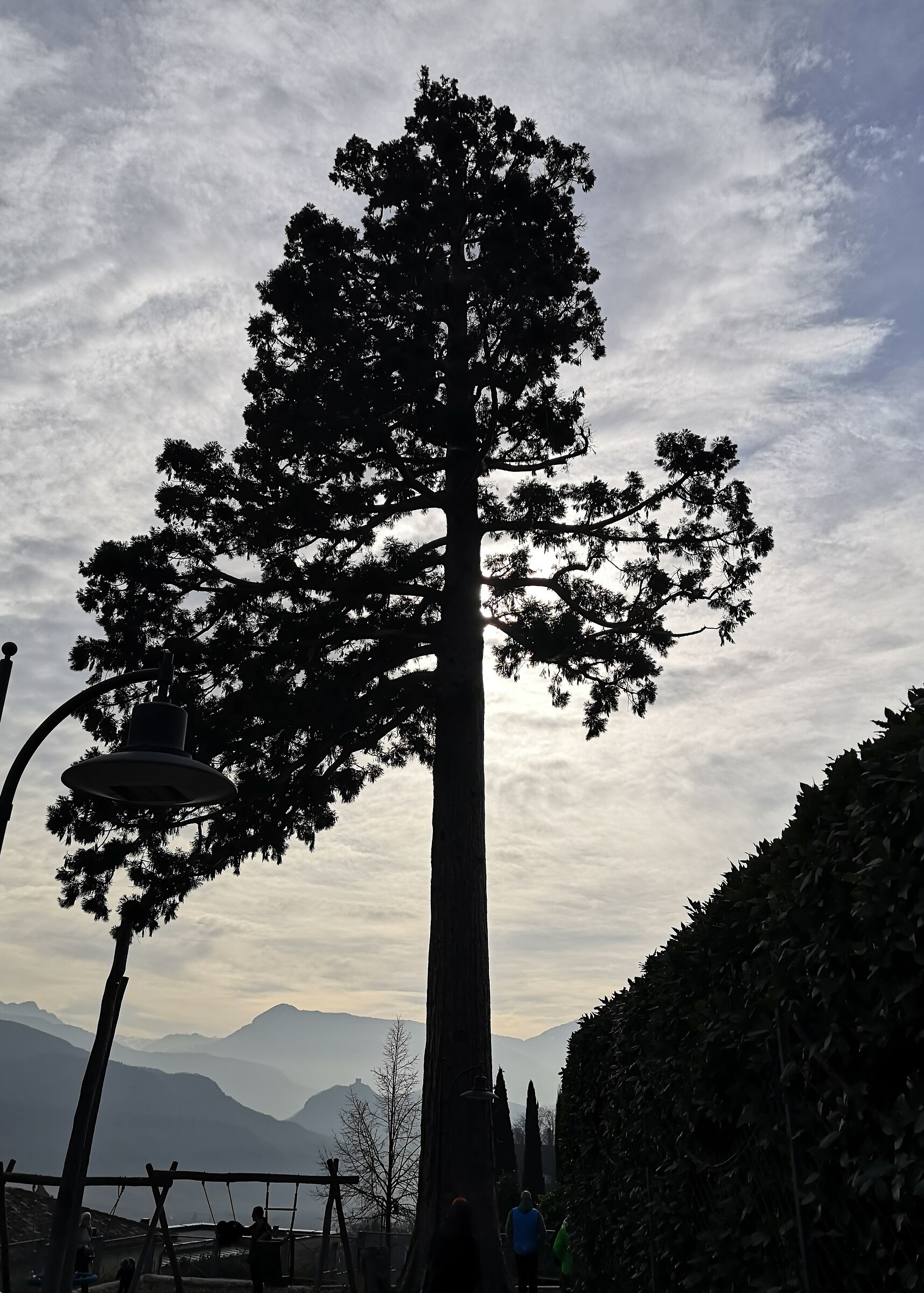 Sequoia di Caldaro...