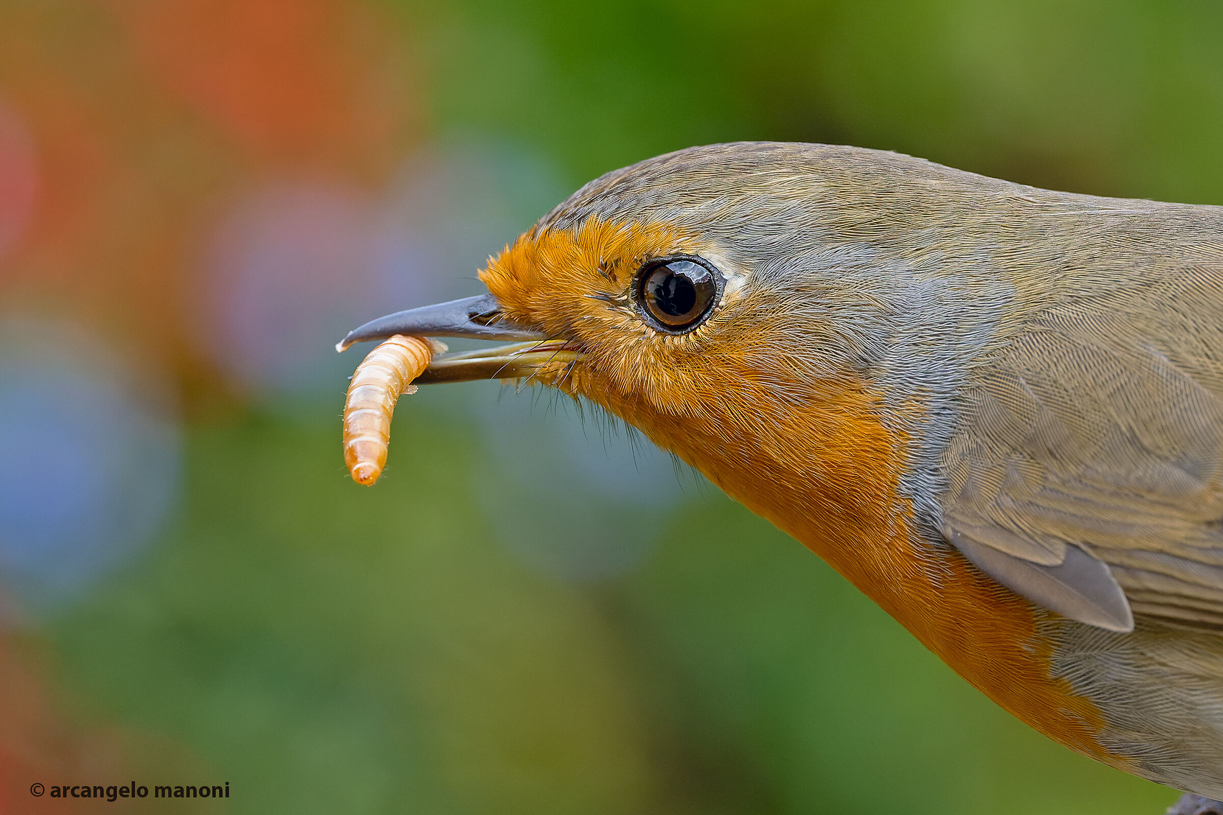 Desire for mealworms...