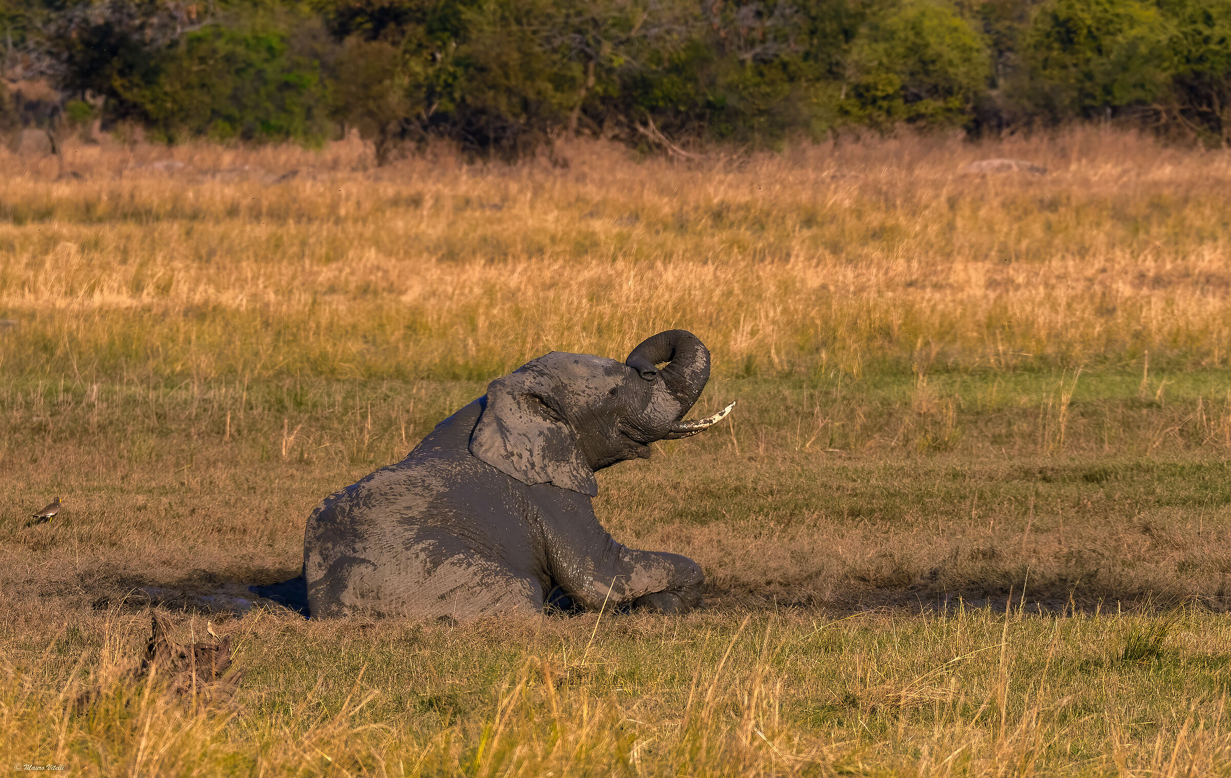 Elefante (Zambia)...