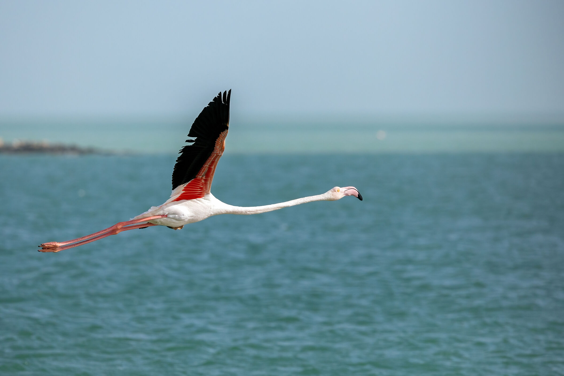 Phoenicopterus roseus (Greater Flamingo)...