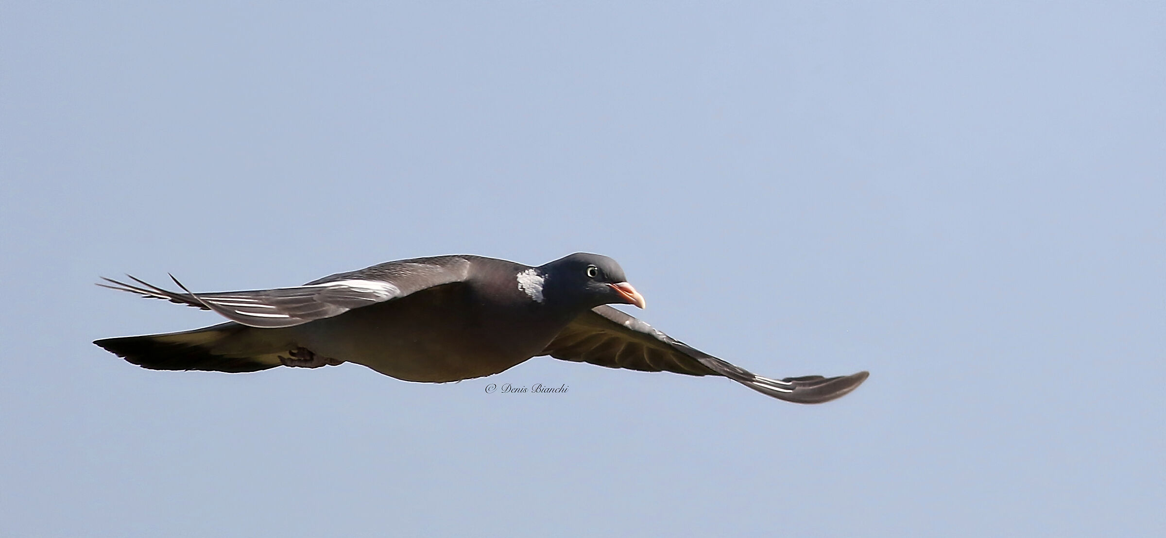 Pigeon in flight close-up...