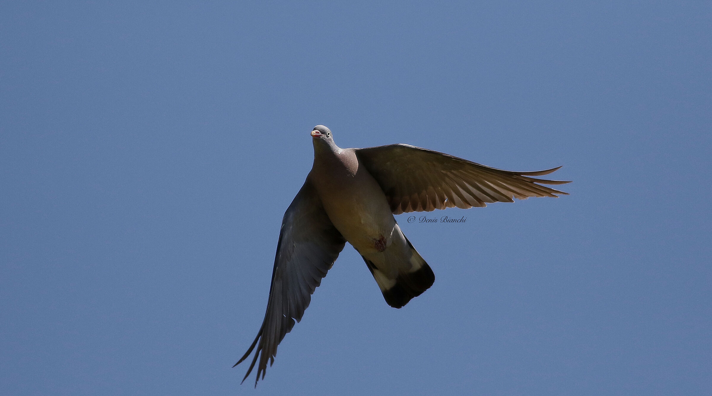 Wood pigeon on the fly ...