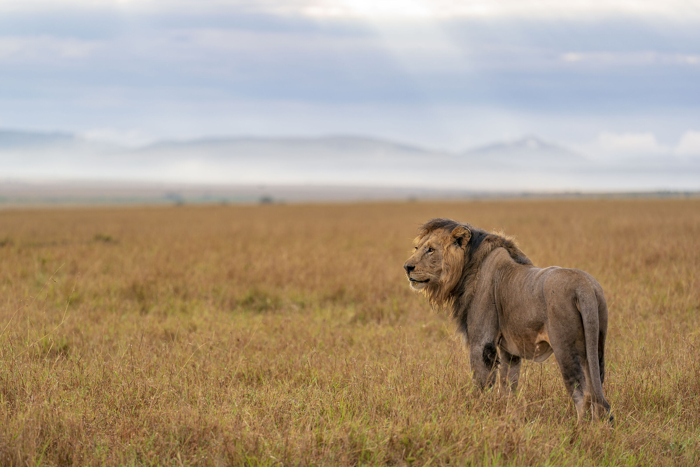 The King of the Maasai Mara...