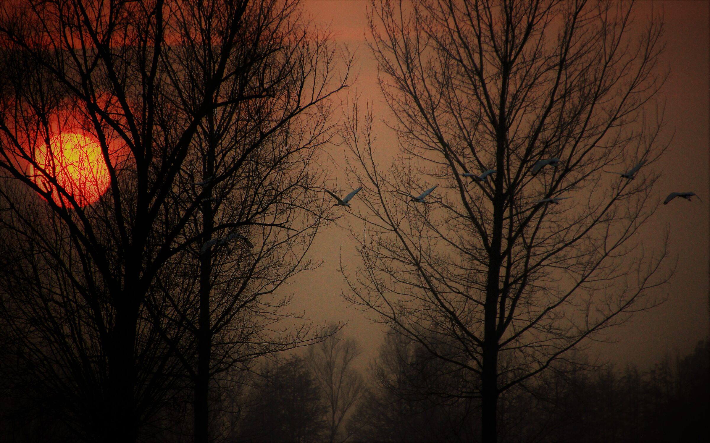 ibis al tramonte...