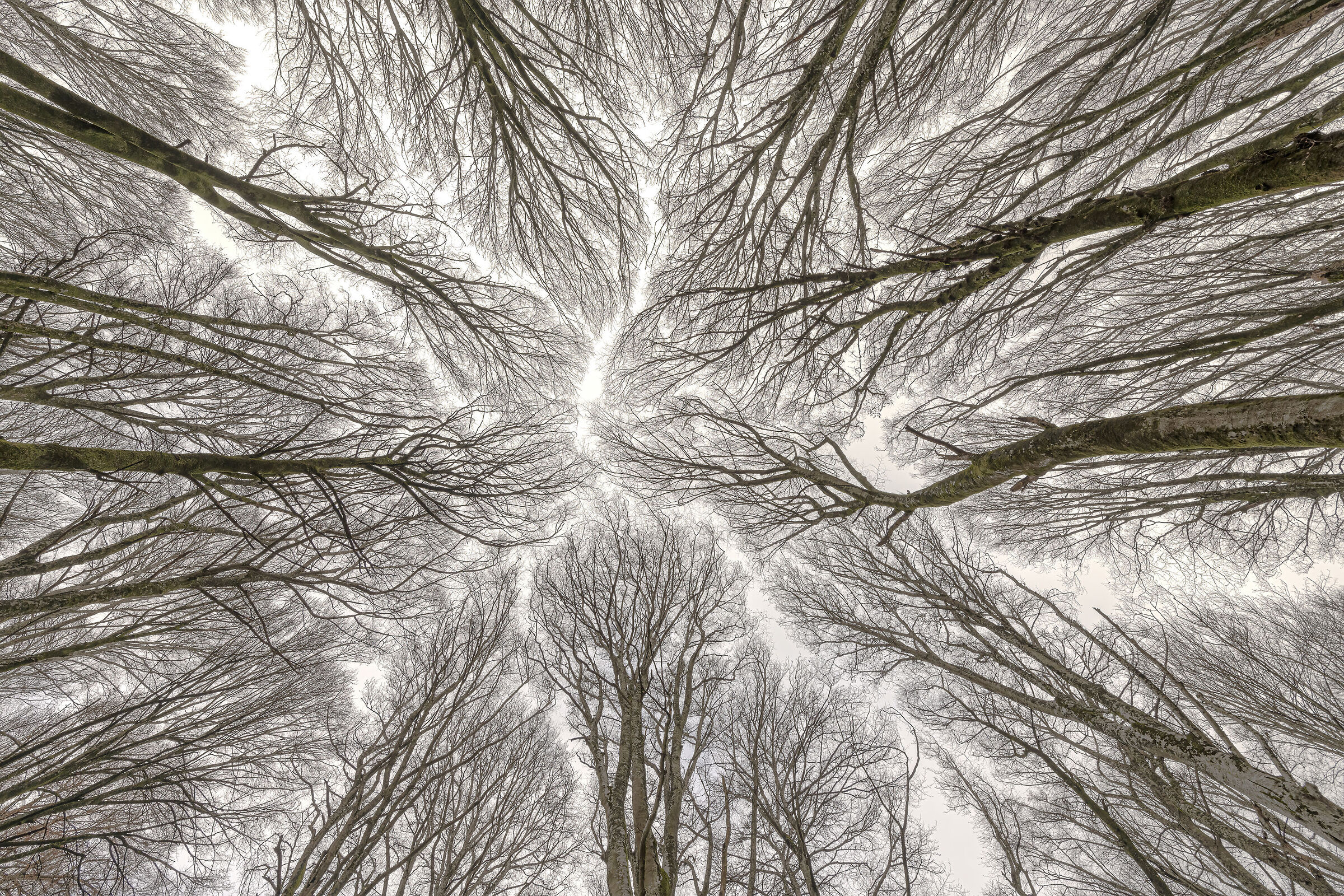 A roof of beech branches in winter...