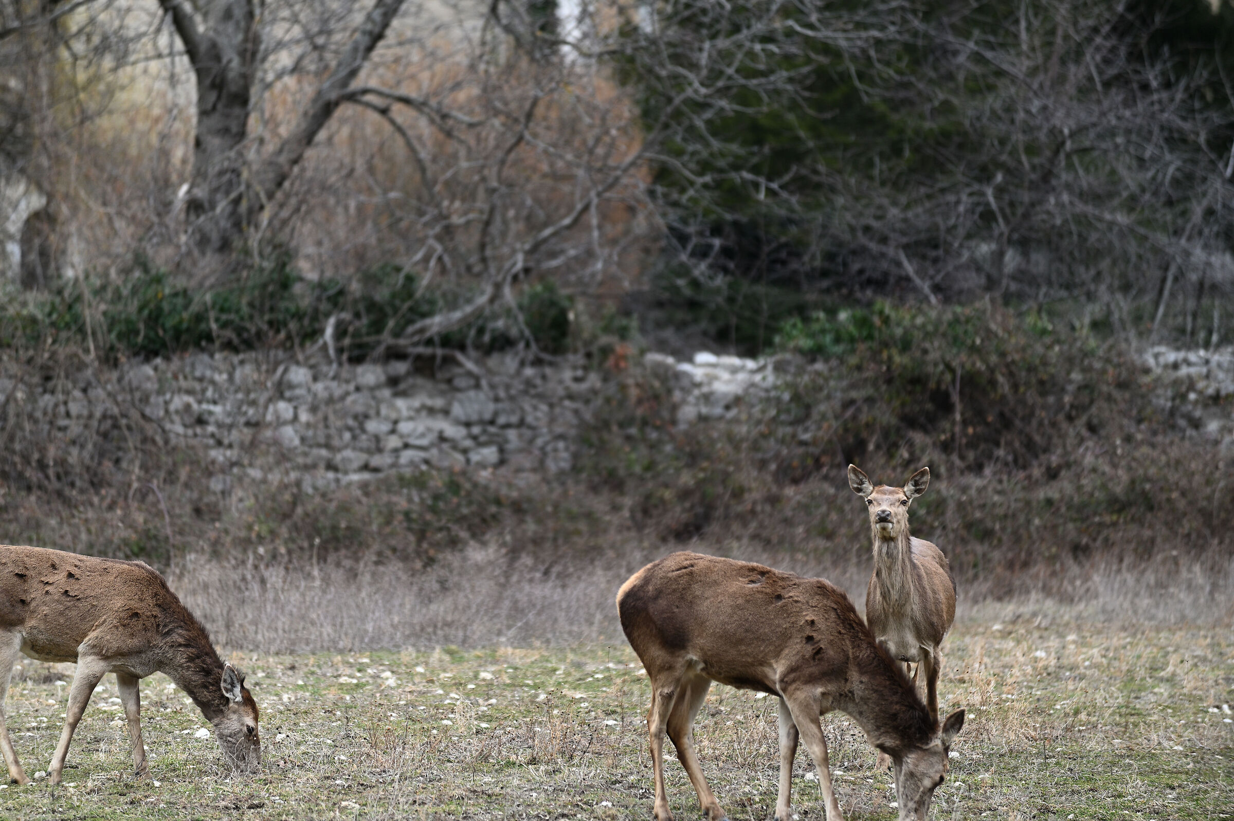 Deer in group...