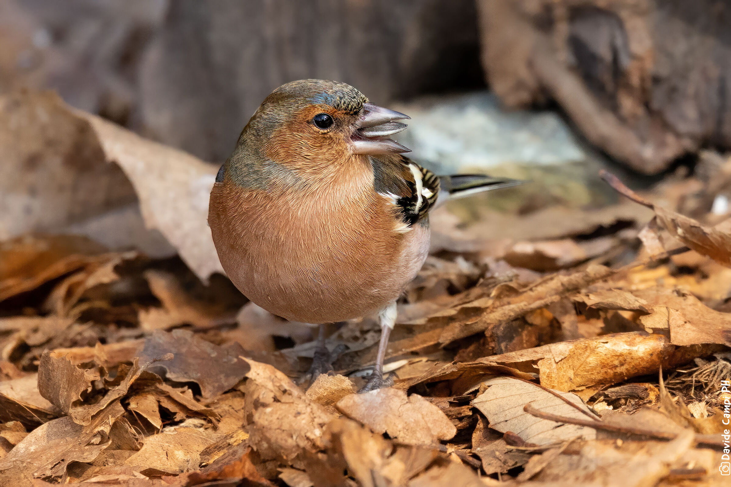 Hungry chaffinch...