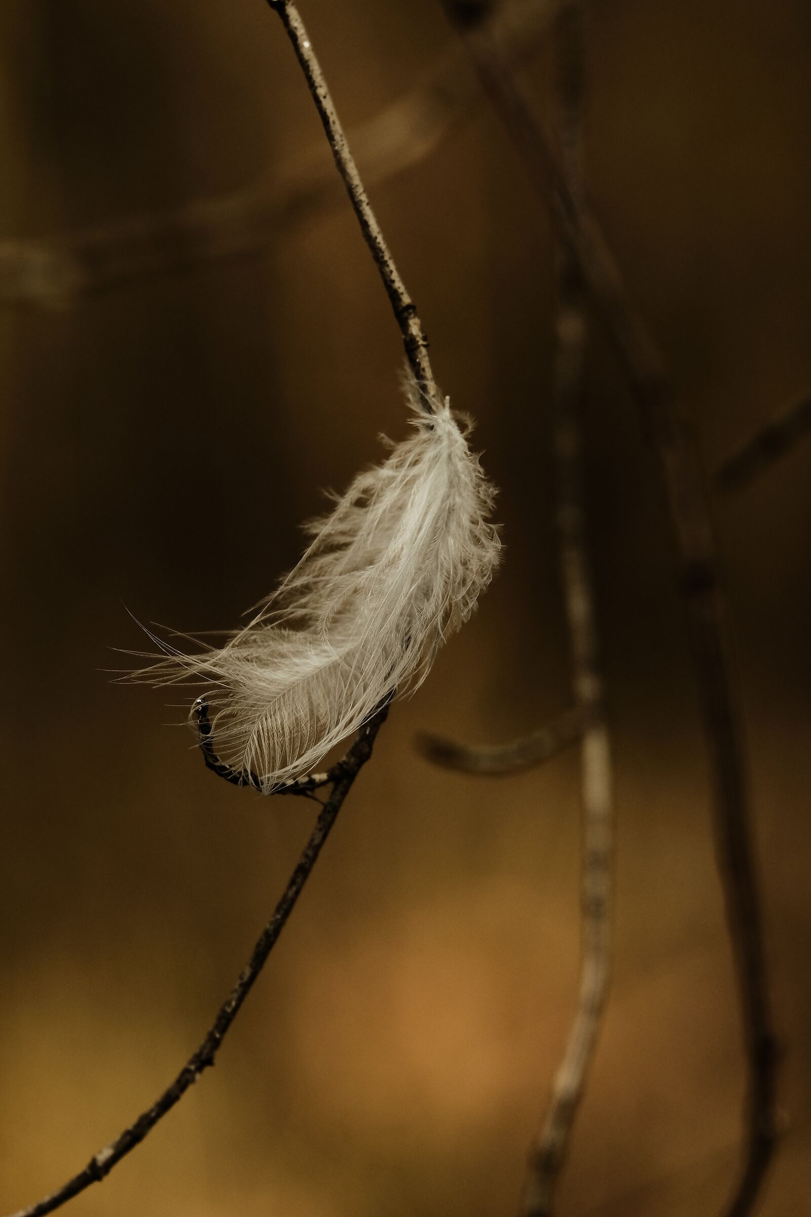 A feather in the woods...