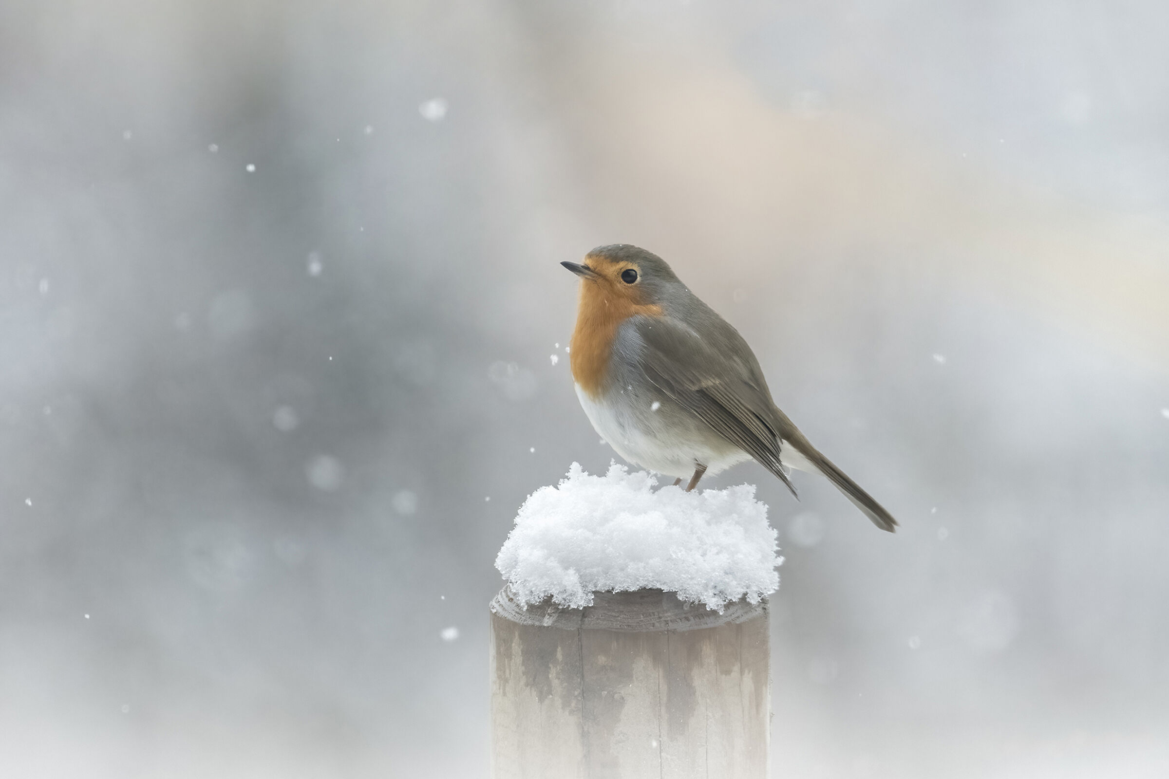 The loneliness of the robin...