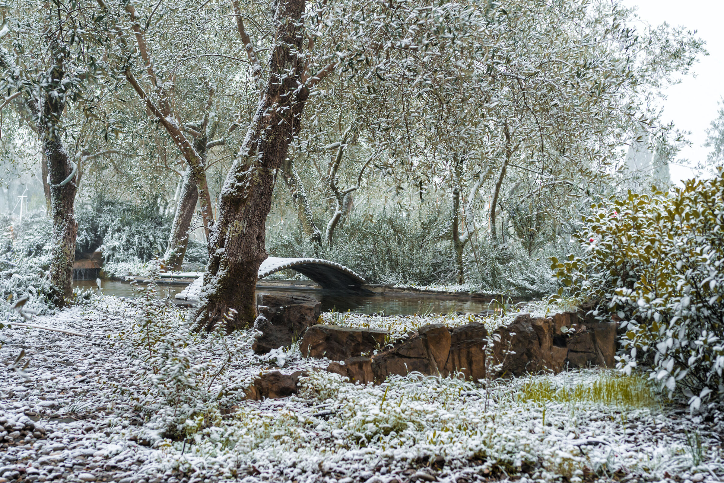 Snow among the olive trees...