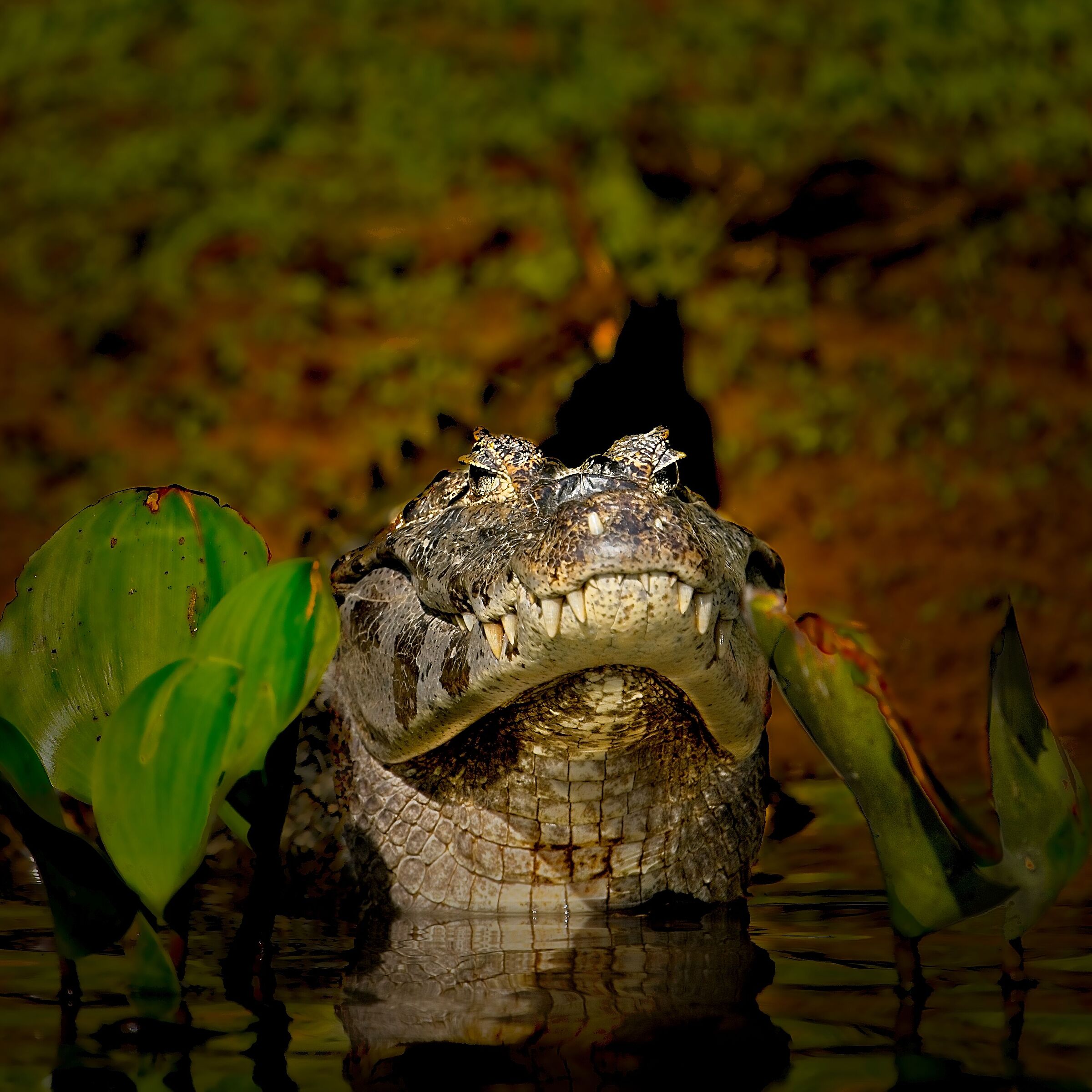 Caimano nel Pantanal...