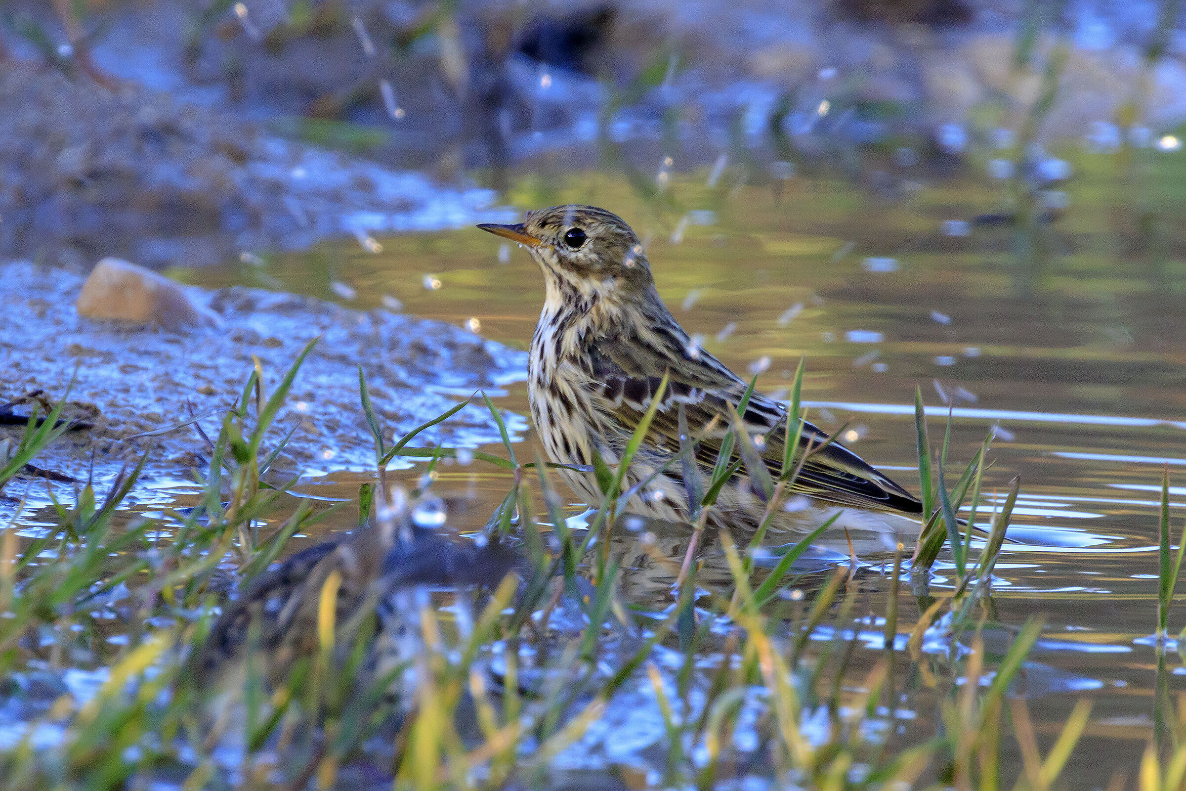Meadow pipit...