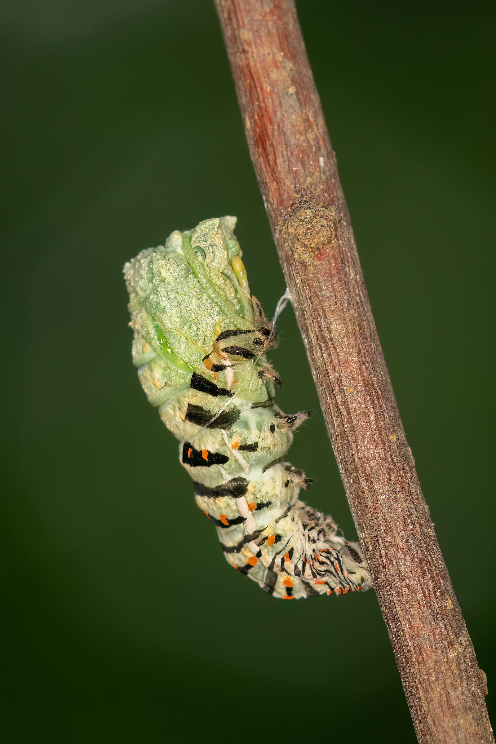 The last molt of the swallowtail: contractions...