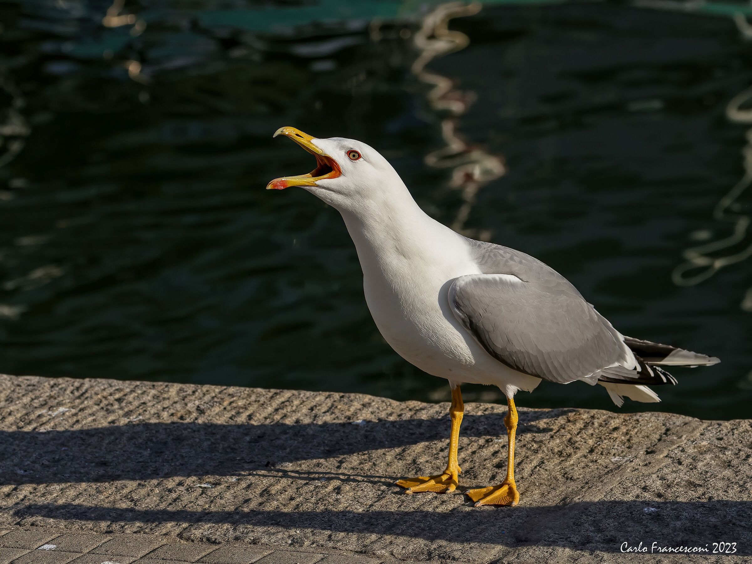 Herring gull ...
