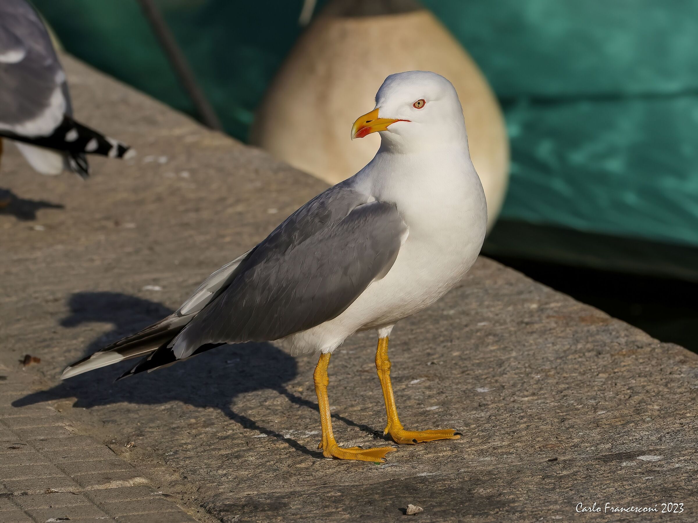 Herring gull ...