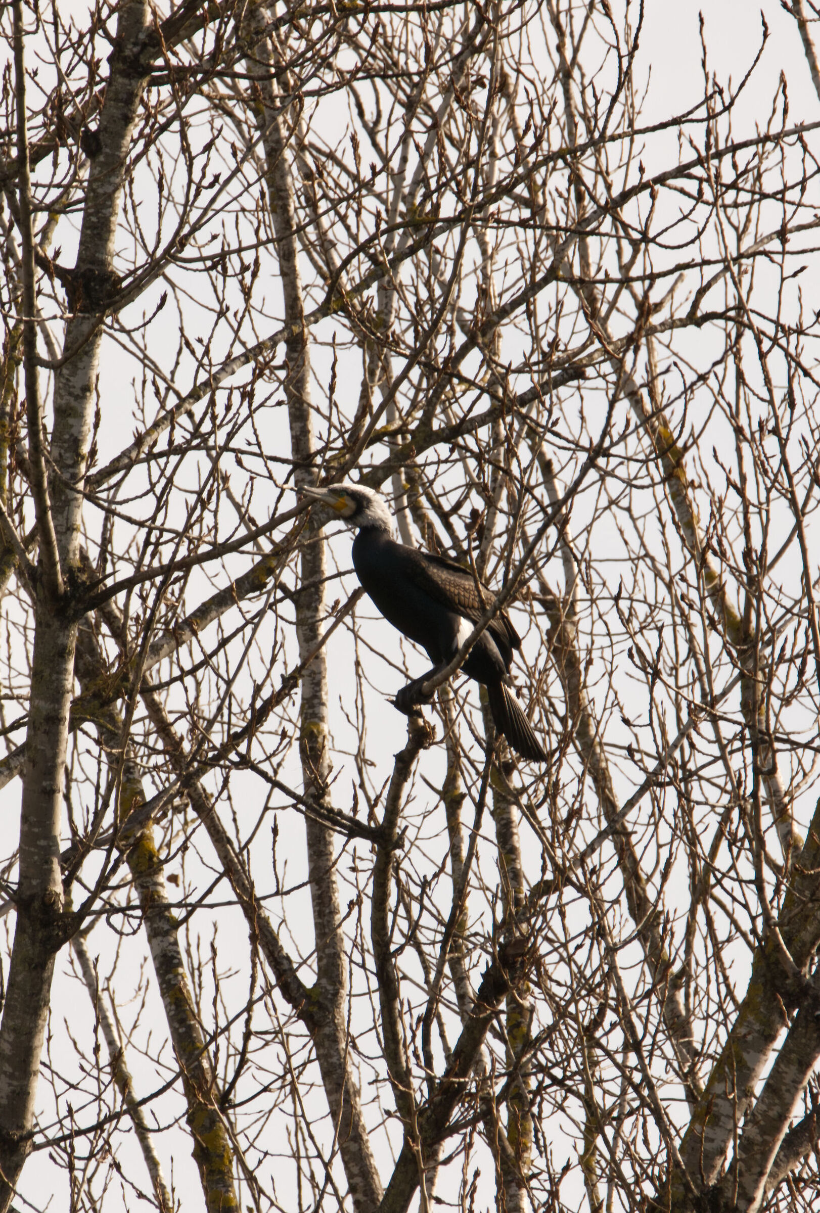 White-headed cormorant...