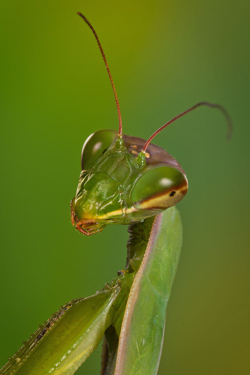 Ritratto Mantide - Mantis Portrait...