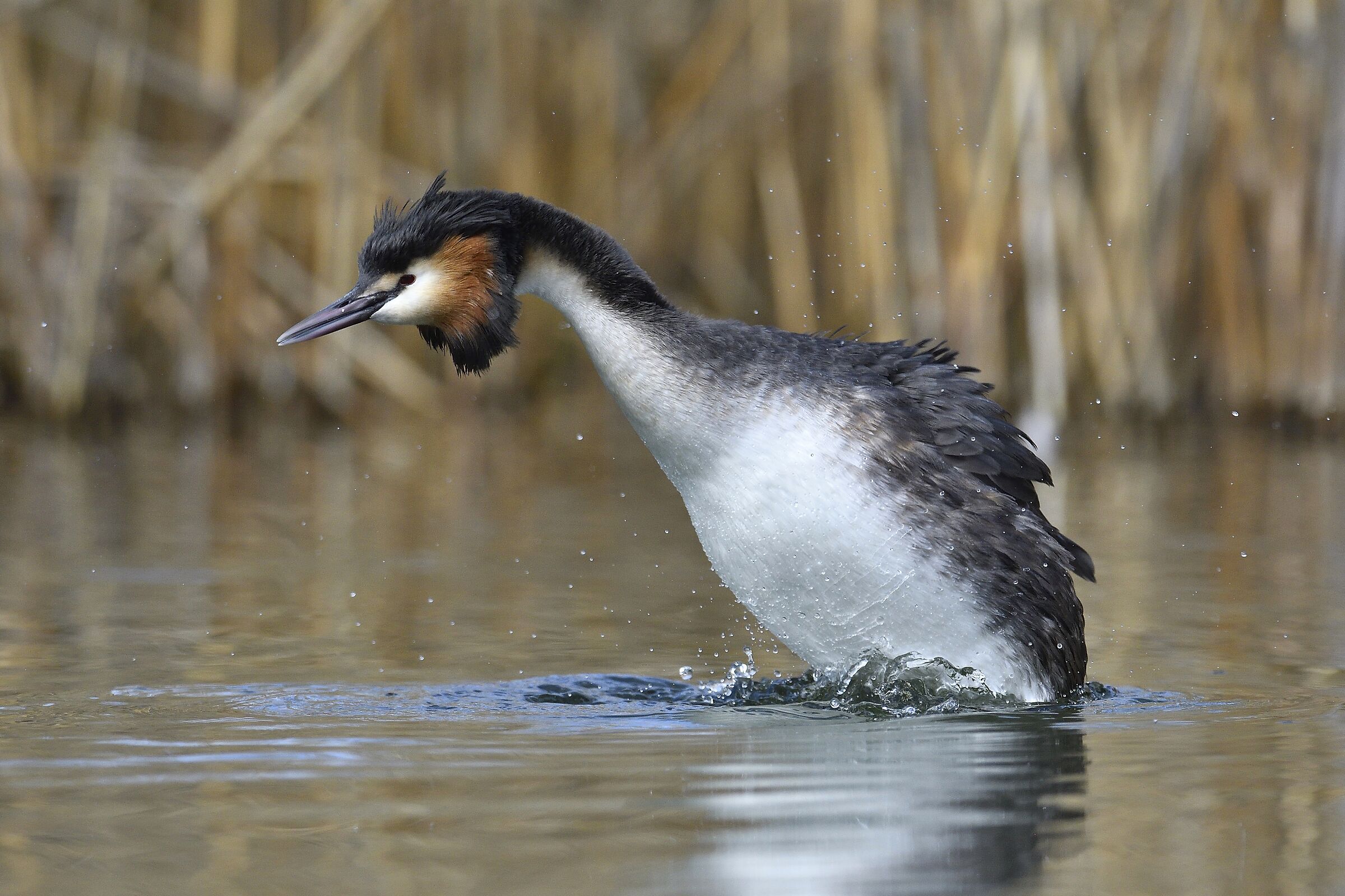 The shake of the grebe...