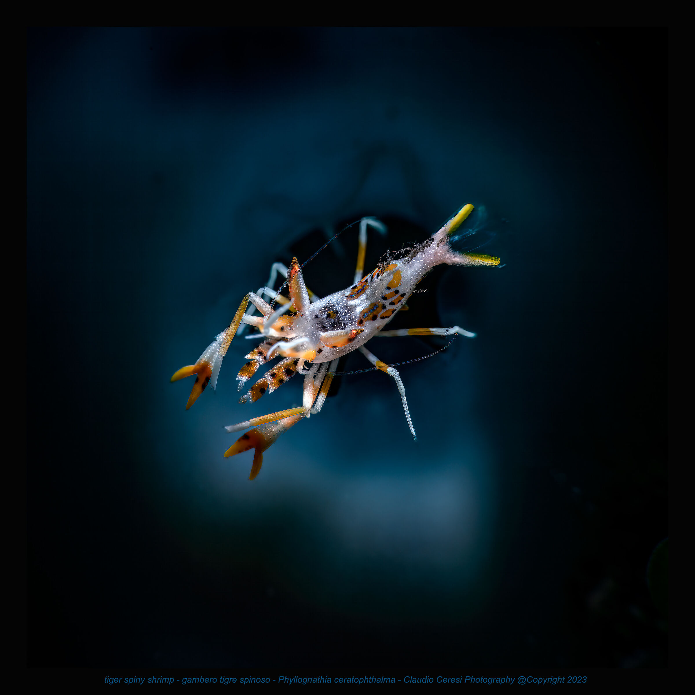Phyllognathia ceratophthalma spiny tiger shrimp...