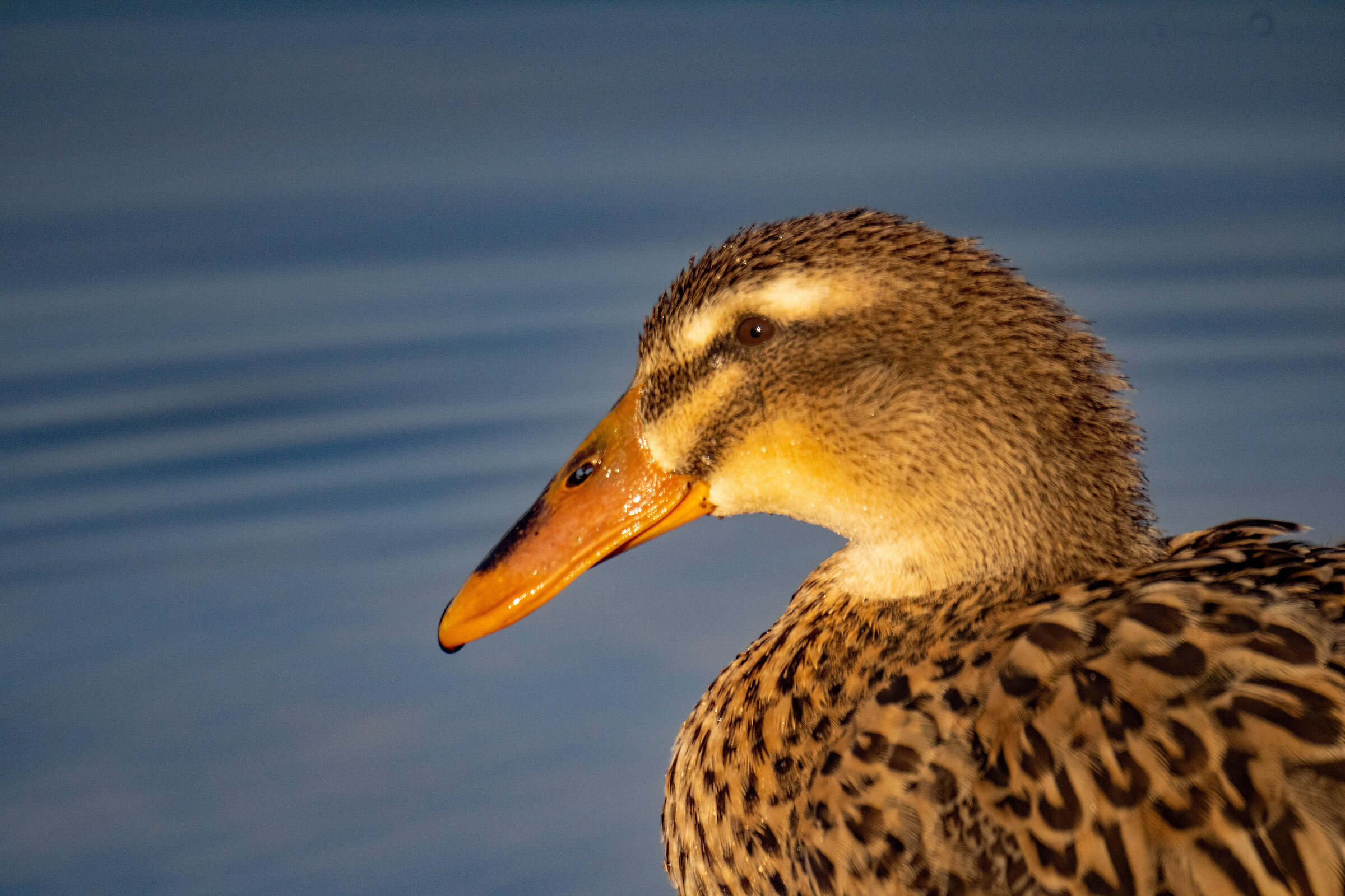 Duck close up...
