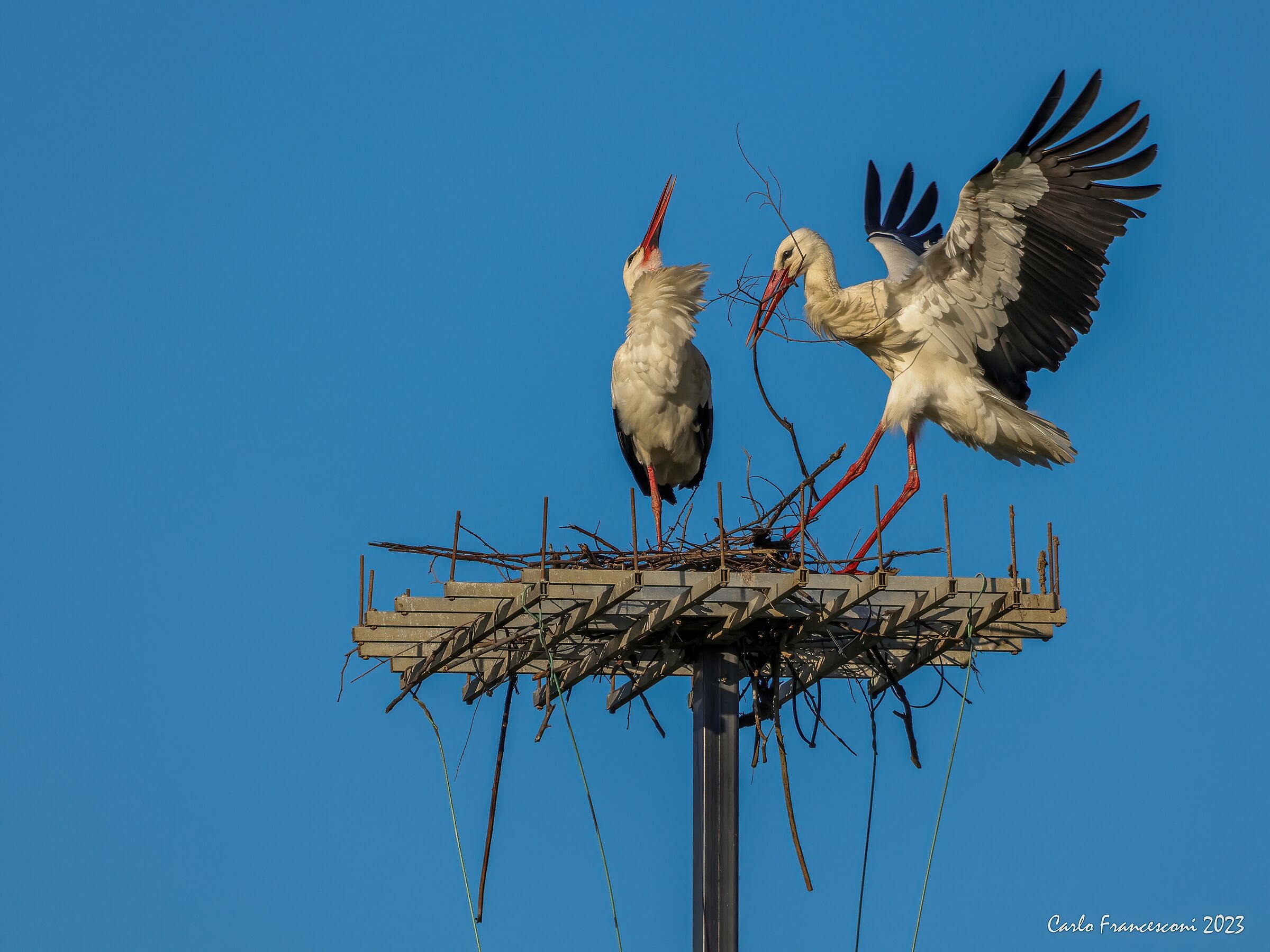 Storks build house...