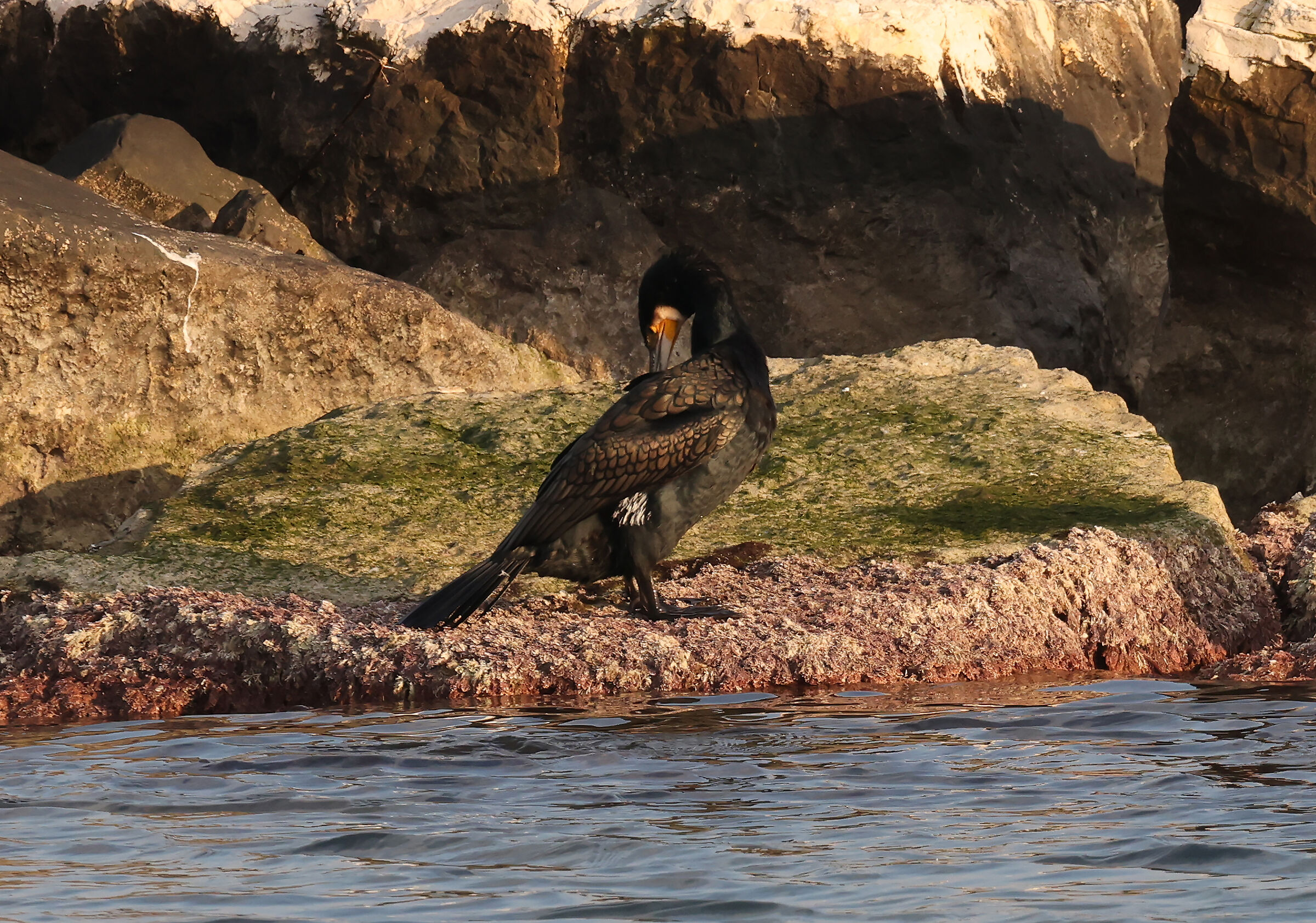 cormorant cleaning its feathers...