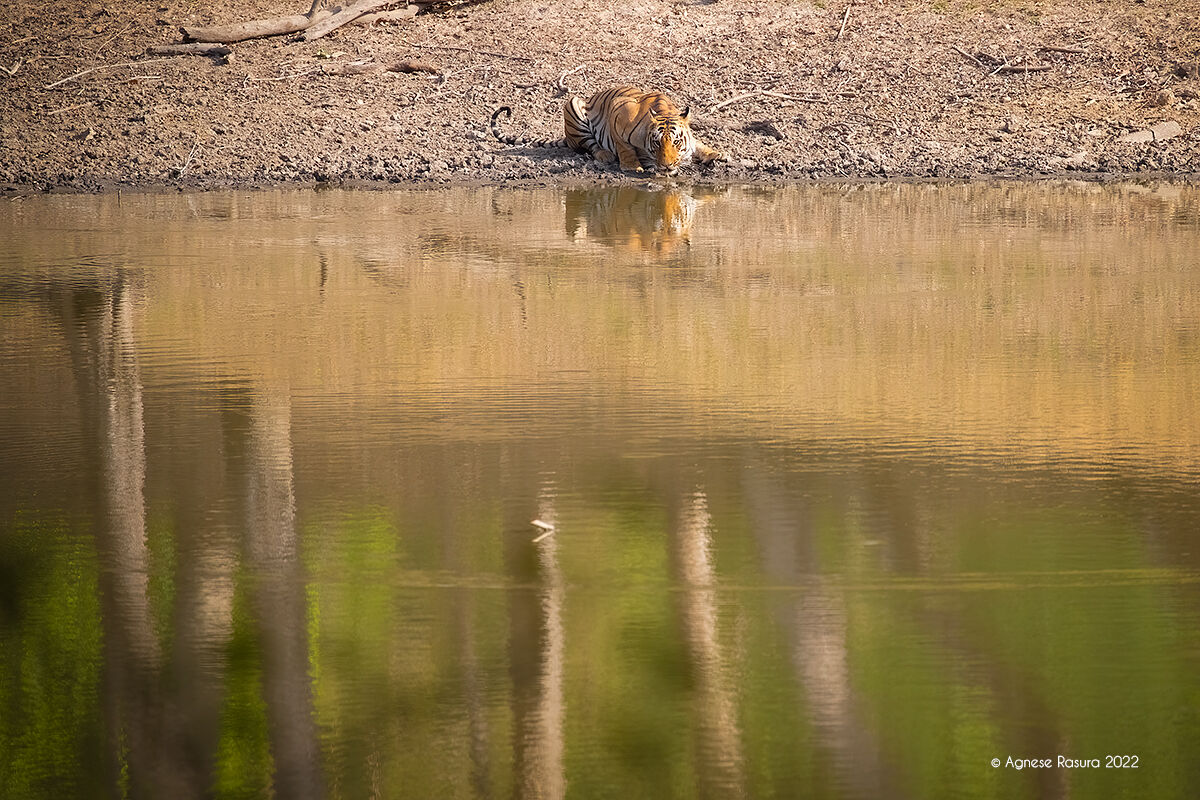 Bengal tiger...