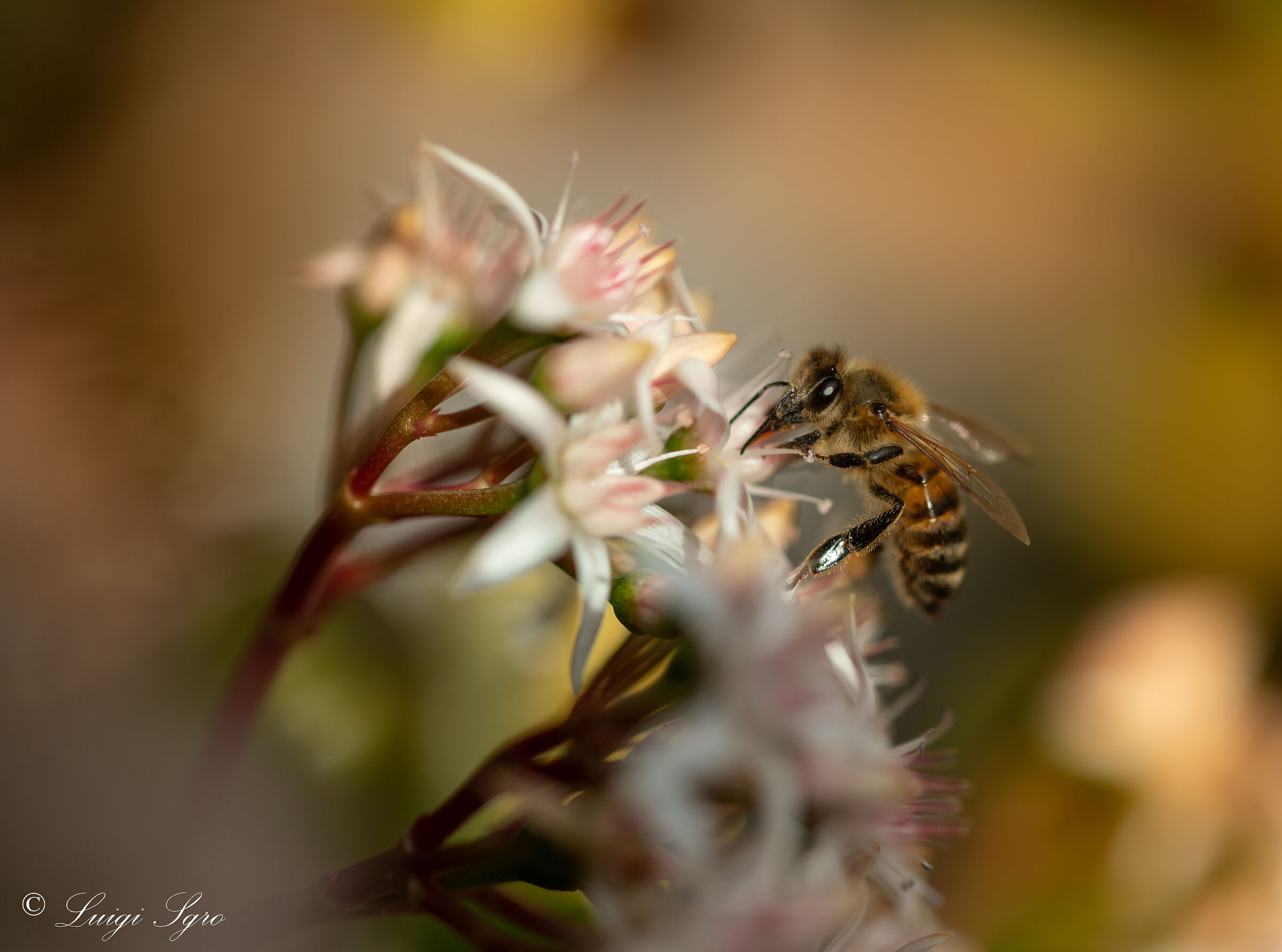 Bee on Jade Tree Flower ...