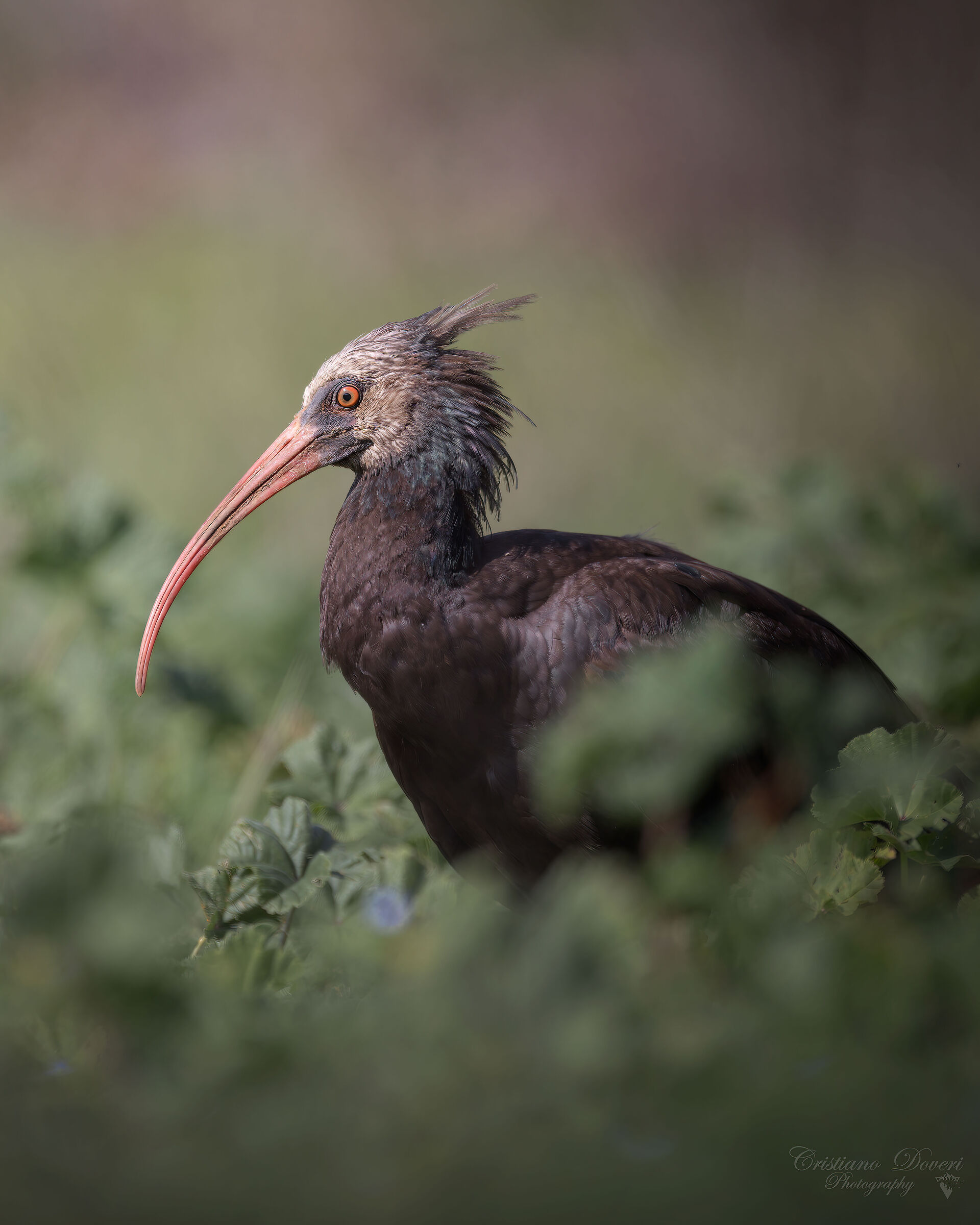 Giovane ibis...