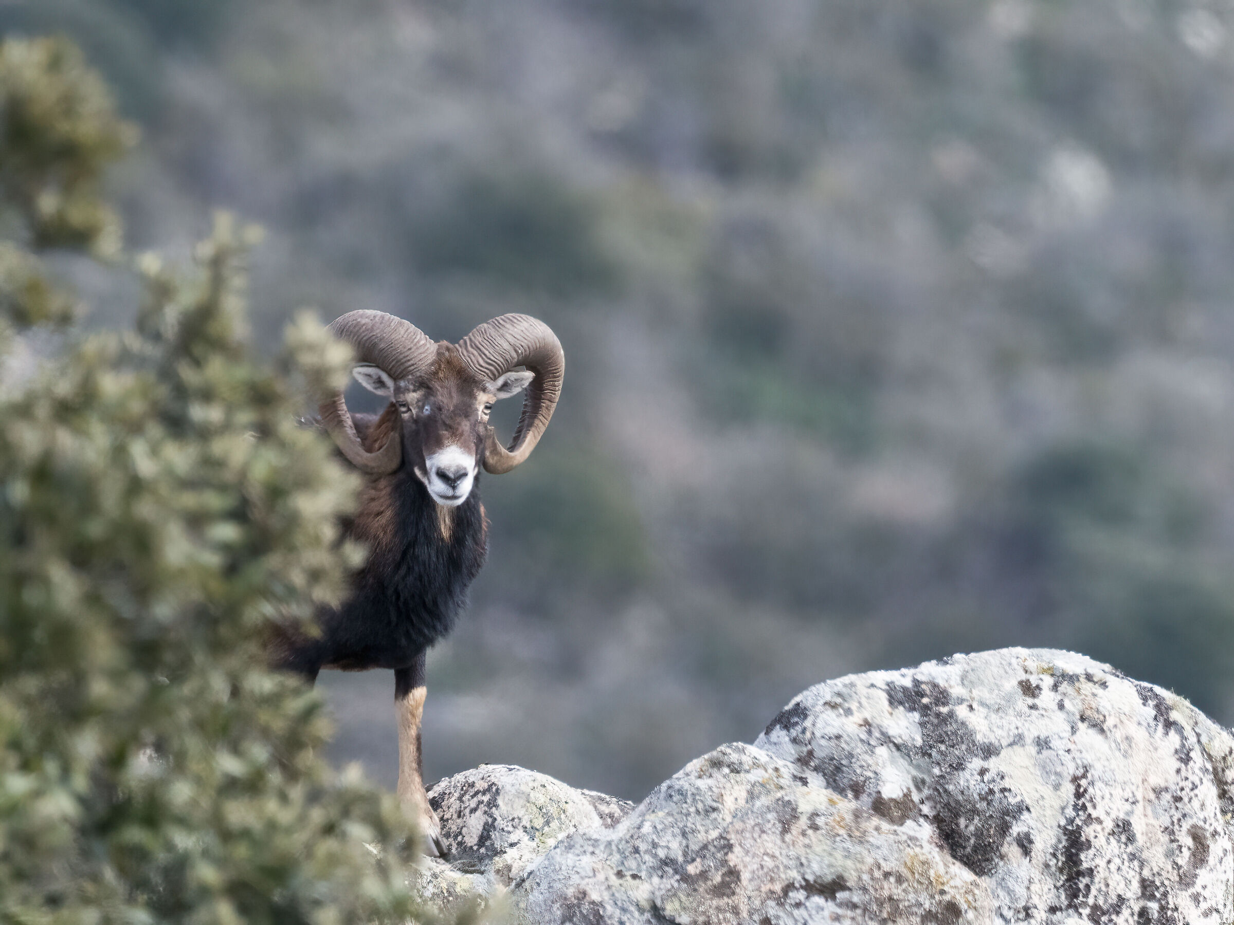 Sardinian mouflon...